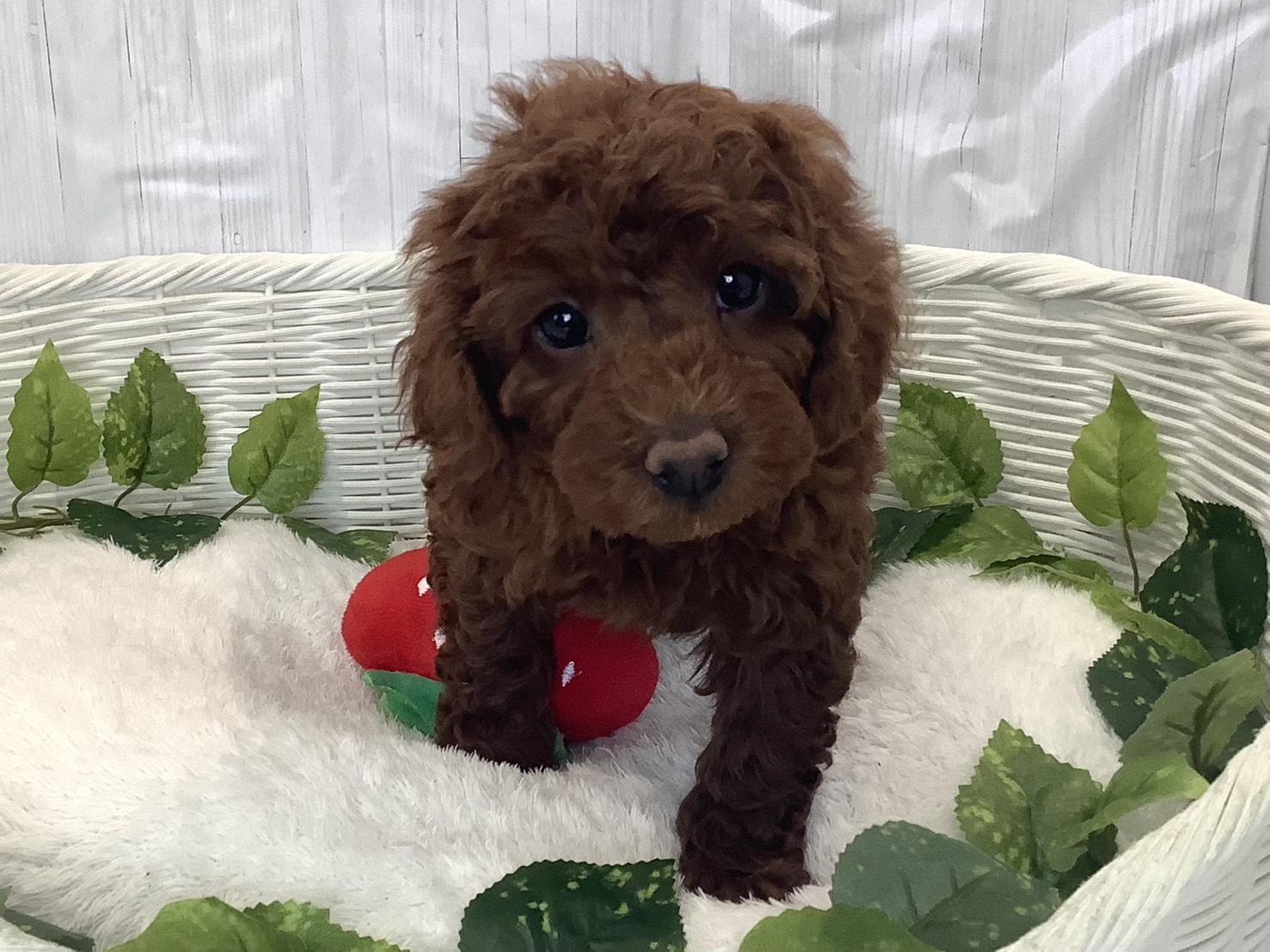 千葉県のトイプードル(トイ) (マルエスペット千鳥町店/2025年12月1日生まれ/女の子/レッドフォーン)の子犬の1枚目の画像