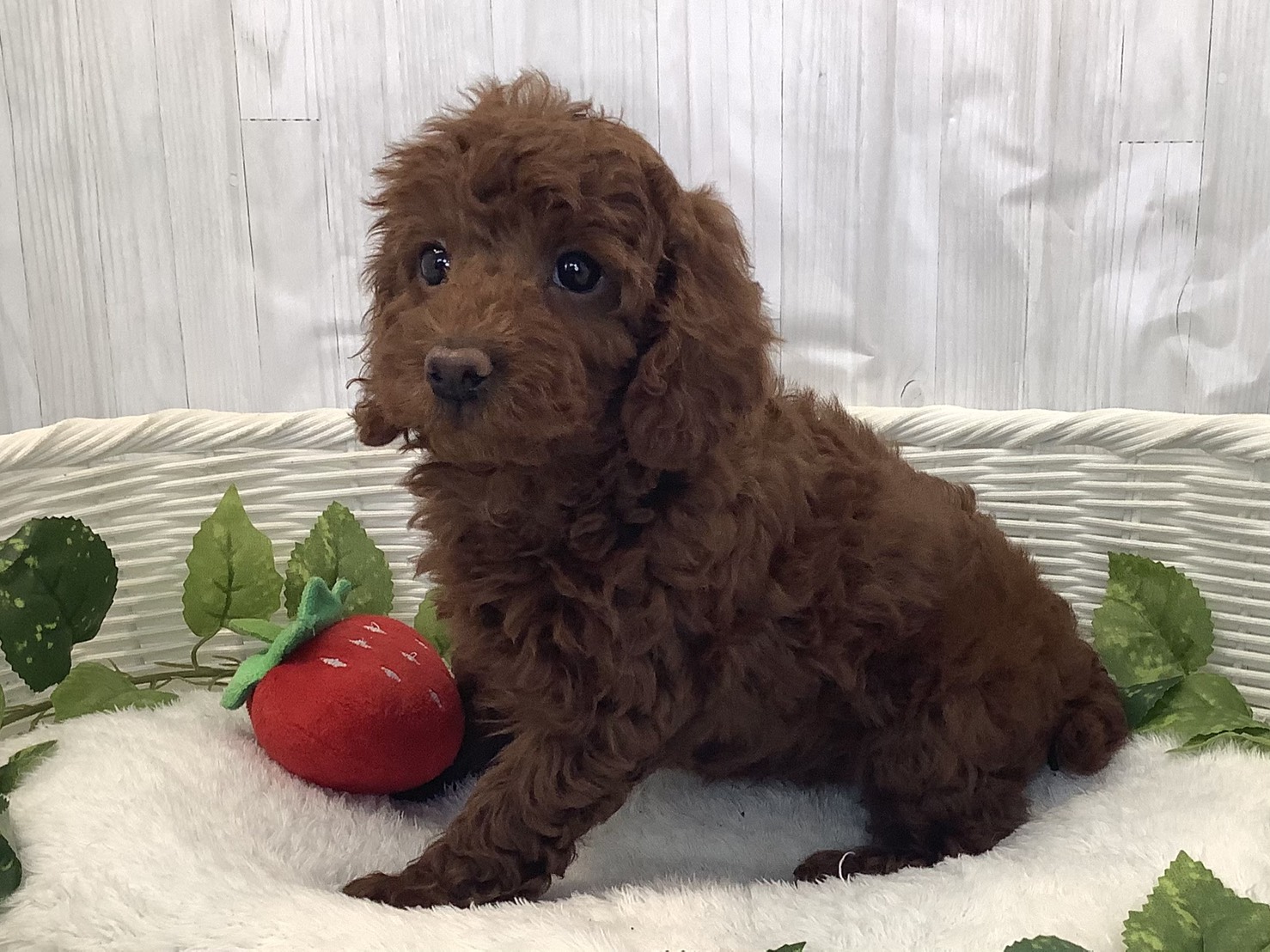 千葉県のトイプードル(トイ) (マルエスペット千鳥町店/2025年12月1日生まれ/女の子/レッドフォーン)の子犬の3枚目の画像