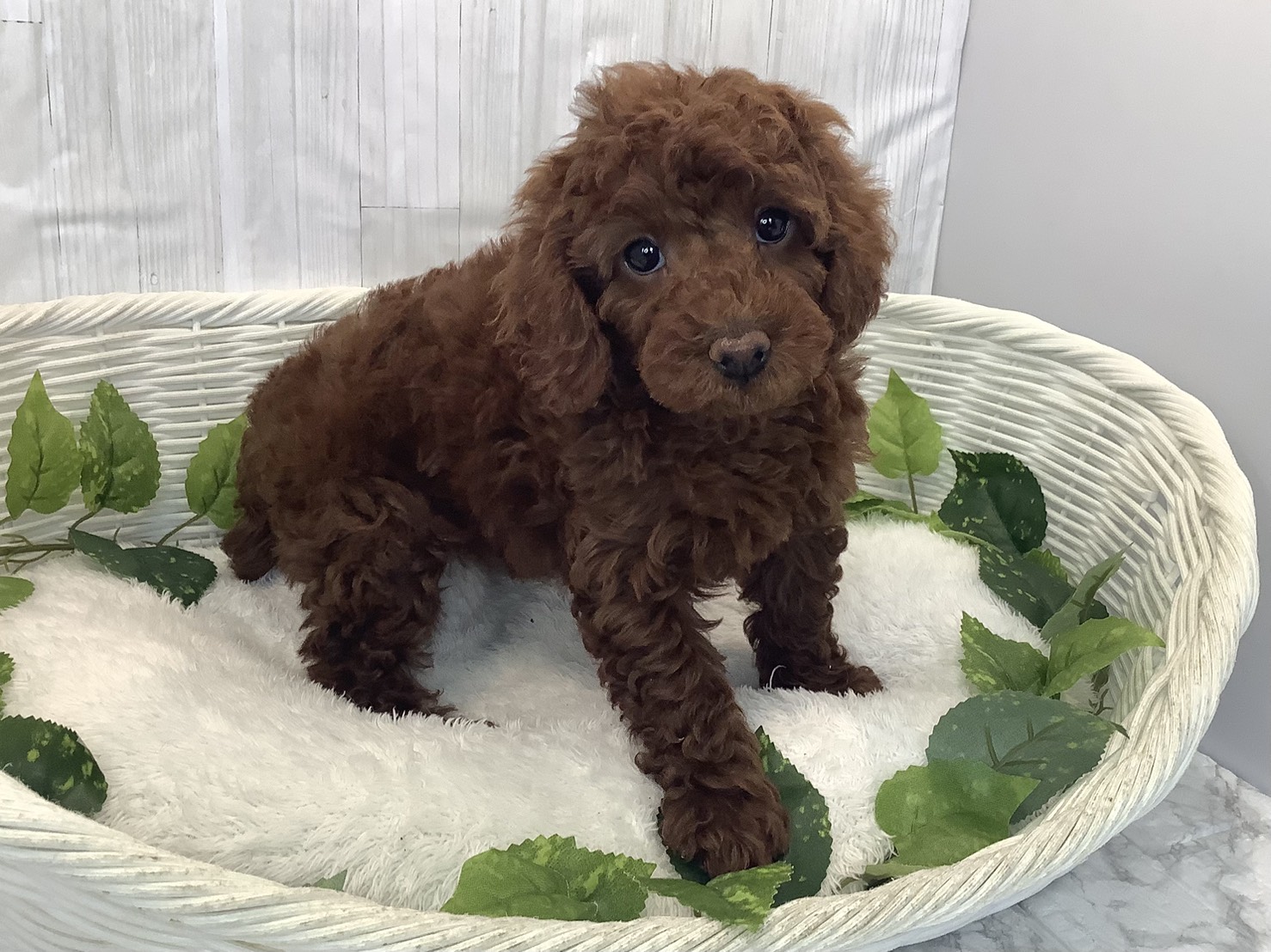 千葉県のトイプードル(トイ) (マルエスペット千鳥町店/2025年12月1日生まれ/女の子/レッドフォーン)の子犬の2枚目の画像