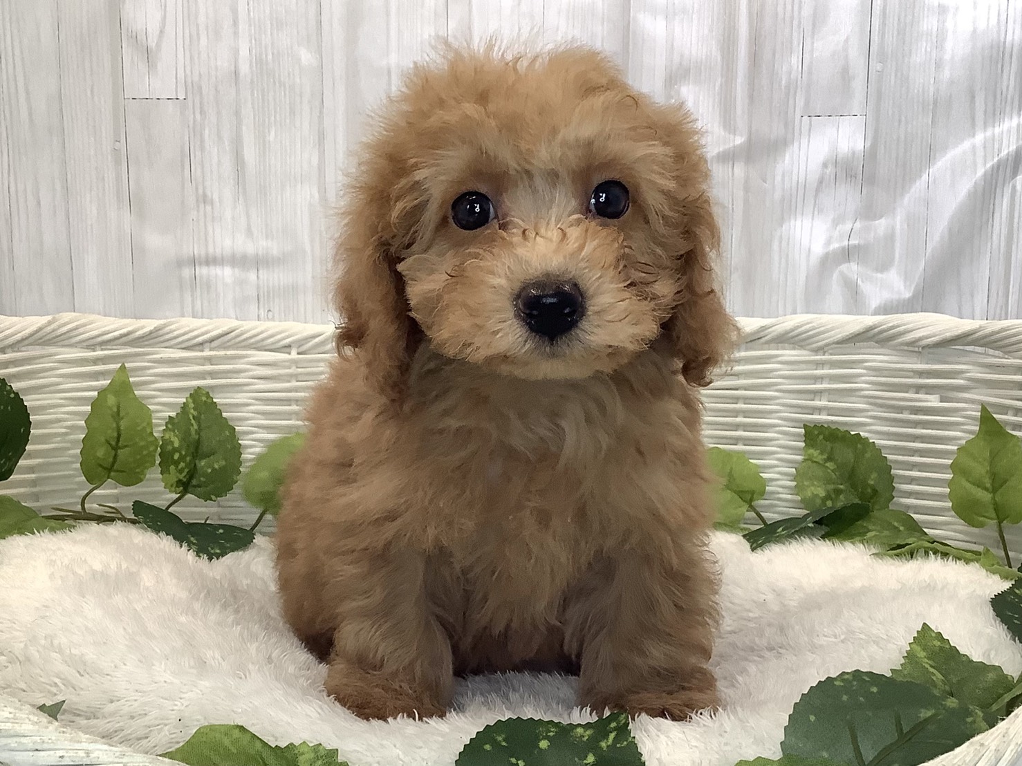 静岡県のトイプードル(トイ) (マルエスペット富士見台店/2025年12月1日生まれ/男の子/オレンジフォーン)の子犬の1枚目の画像