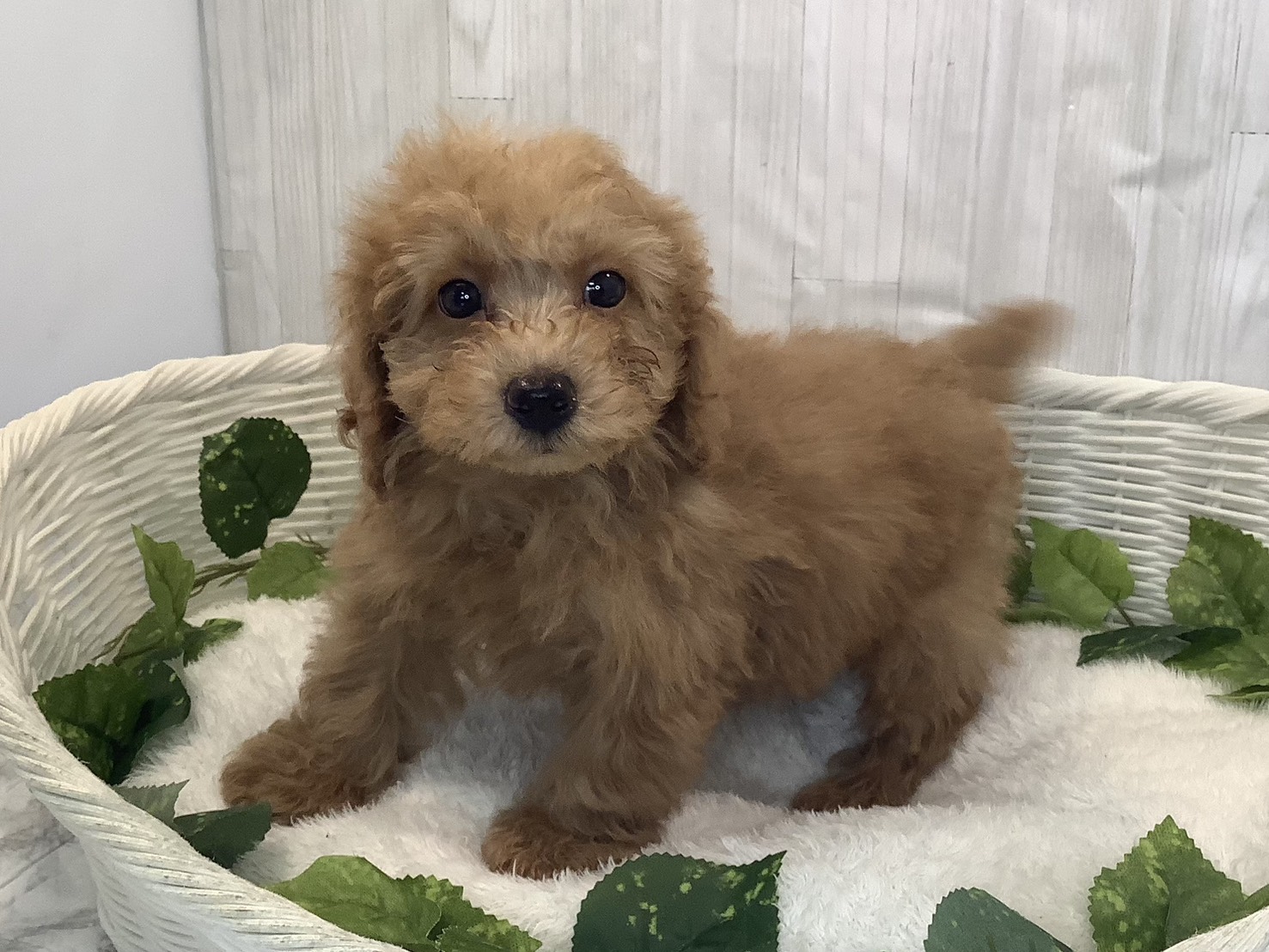 静岡県のトイプードル(トイ) (マルエスペット富士見台店/2025年12月1日生まれ/男の子/オレンジフォーン)の子犬の3枚目の画像