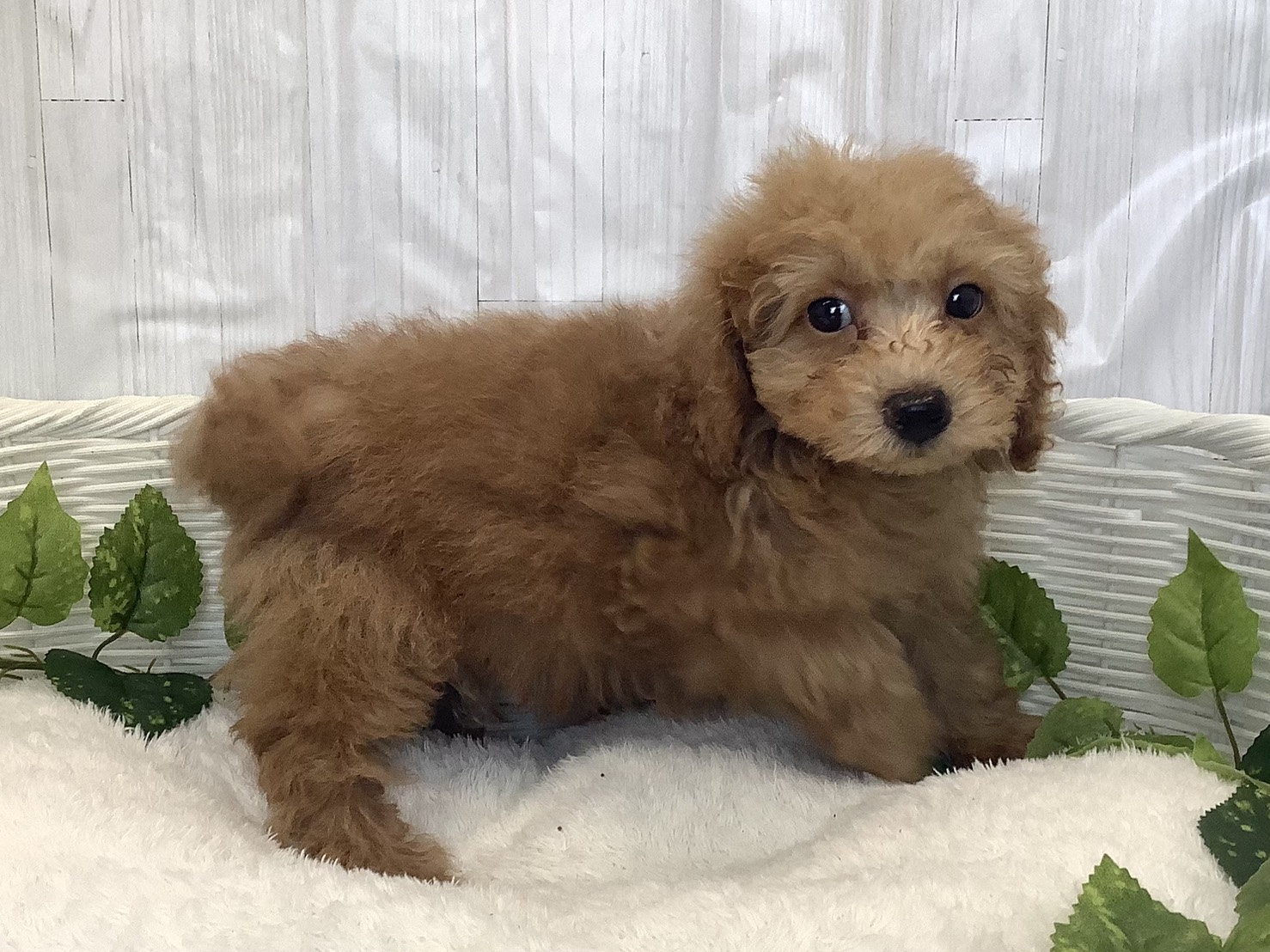 静岡県のトイプードル(トイ) (マルエスペット富士見台店/2025年12月1日生まれ/男の子/オレンジフォーン)の子犬の2枚目の画像