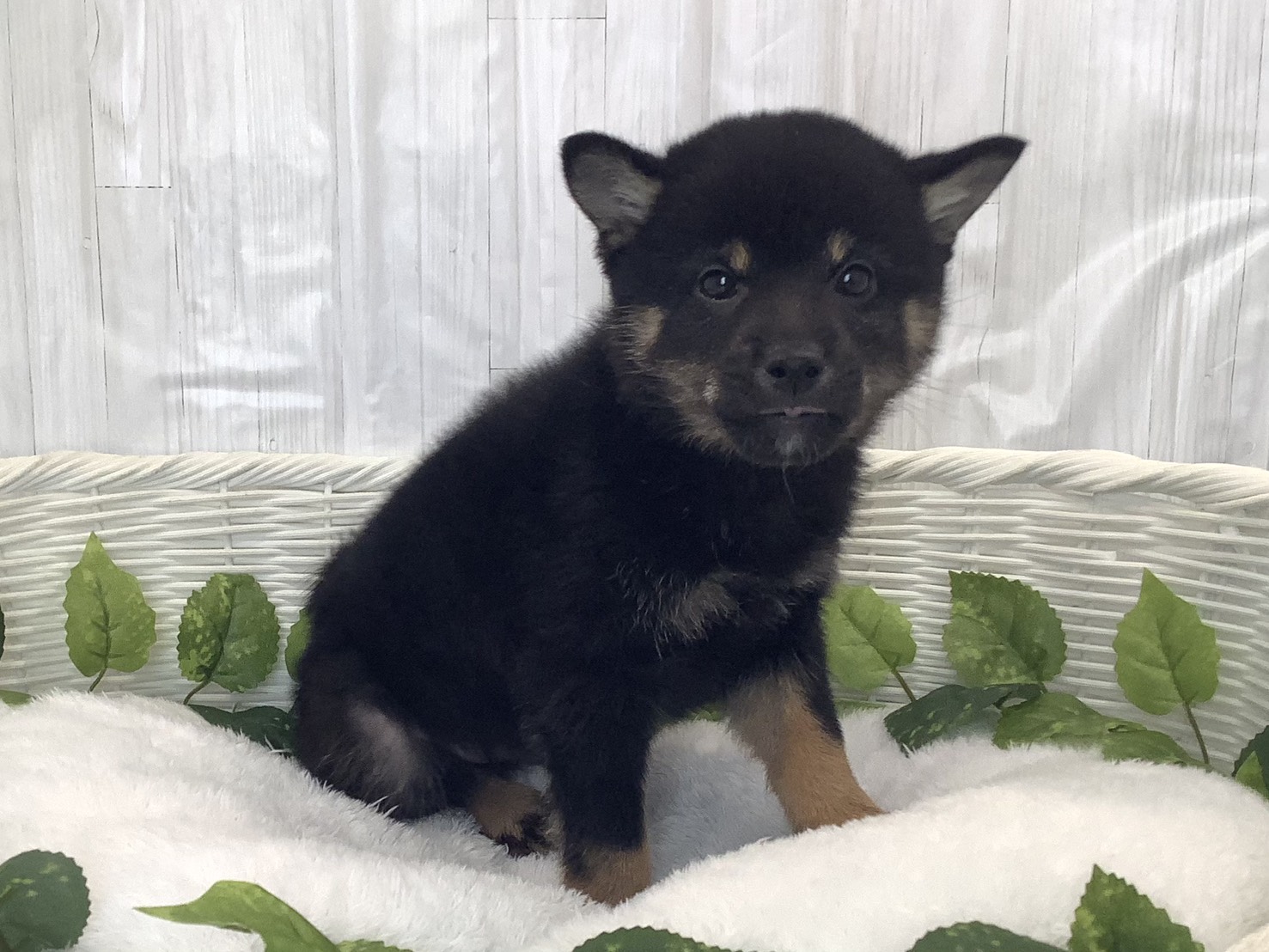 神奈川県の豆柴 (マルエスペット湯河原店/2025年11月30日生まれ/男の子/黒)の子犬の2枚目の画像
