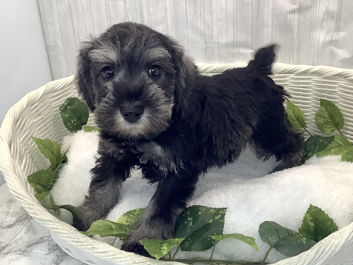 奈良県のミニチュアシュナウザー (ペットアミ生駒店/2025年11月30日生まれ/男の子/ソルトペッパー)の子犬の3枚目の画像
