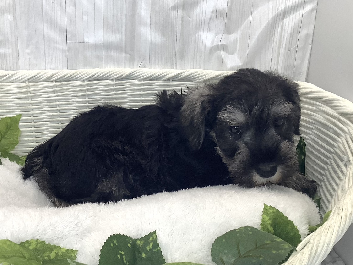 奈良県のミニチュアシュナウザー (ペットアミ生駒店/2025年11月30日生まれ/男の子/ソルトペッパー)の子犬の2枚目の画像