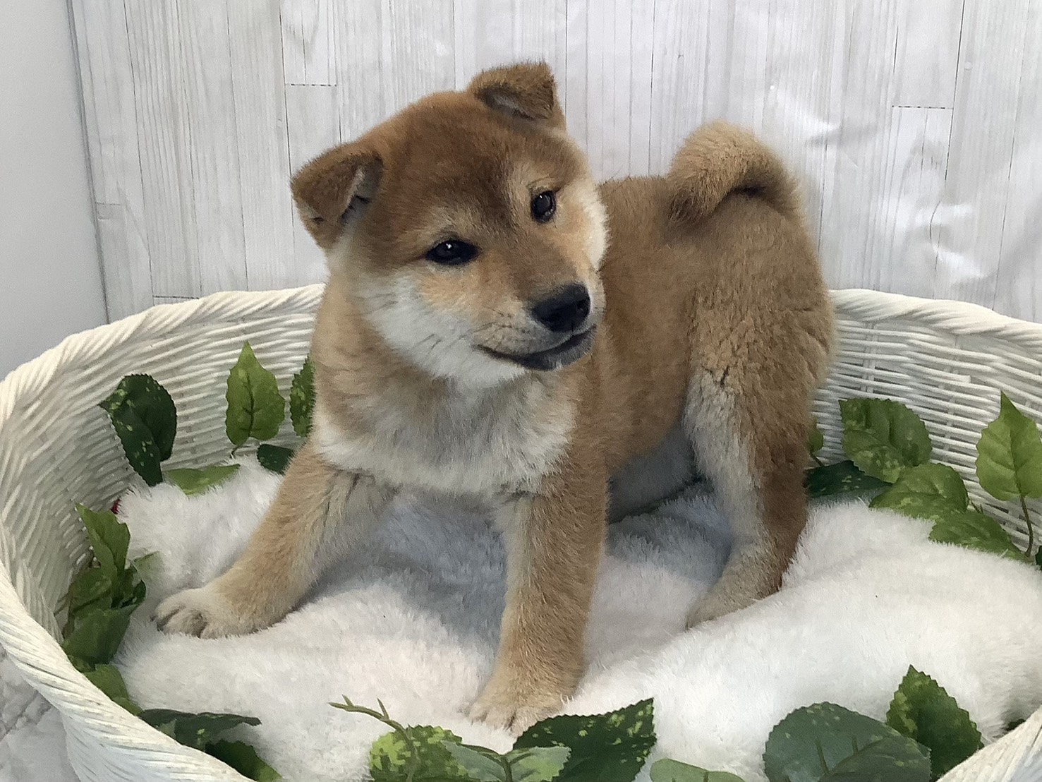 奈良県の柴犬(標準サイズ) (マルエスペット 富雄店/2025年11月28日生まれ/男の子/赤)の子犬の3枚目の画像