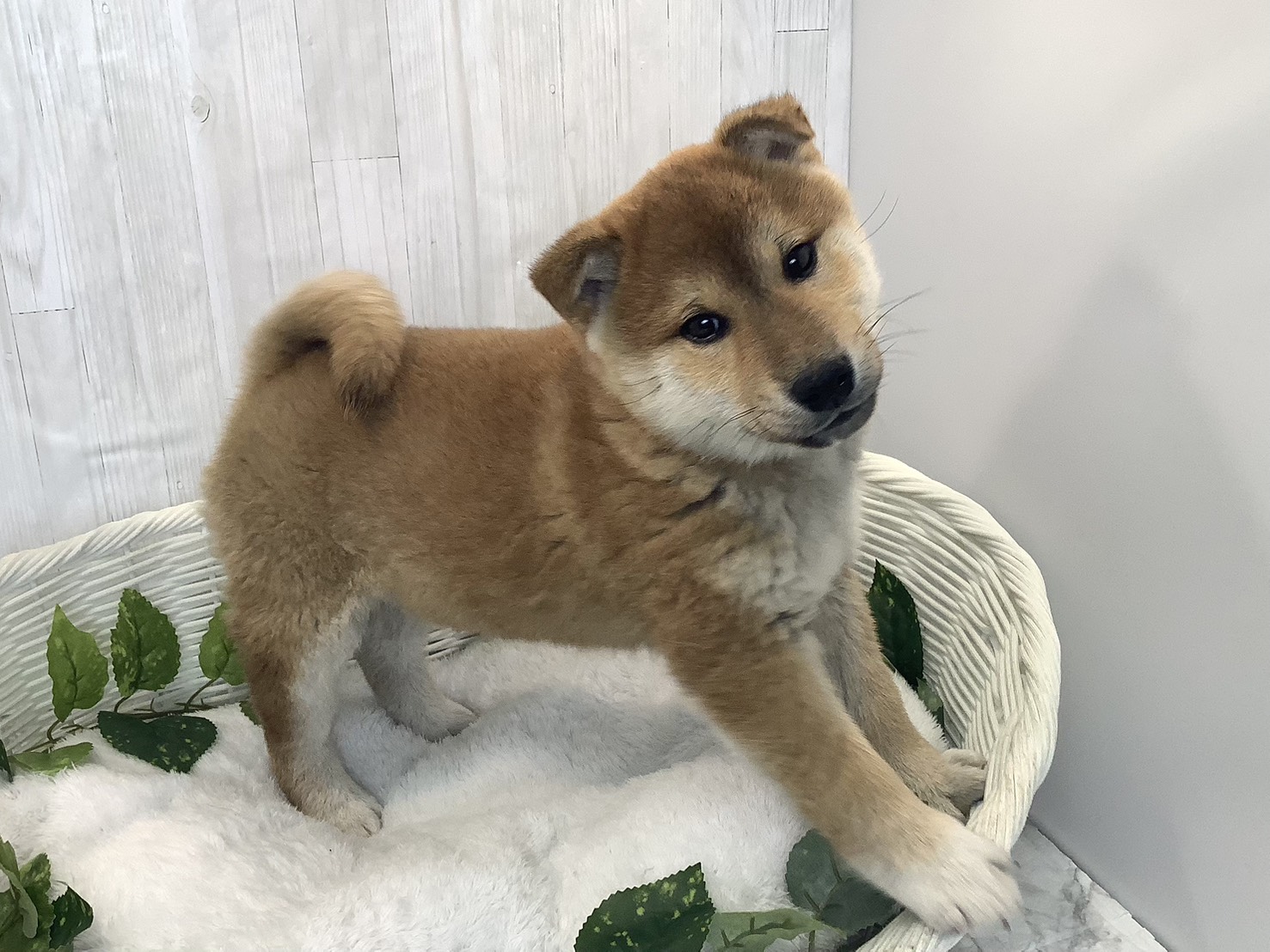 奈良県の柴犬(標準サイズ) (マルエスペット 富雄店/2025年11月28日生まれ/男の子/赤)の子犬の2枚目の画像