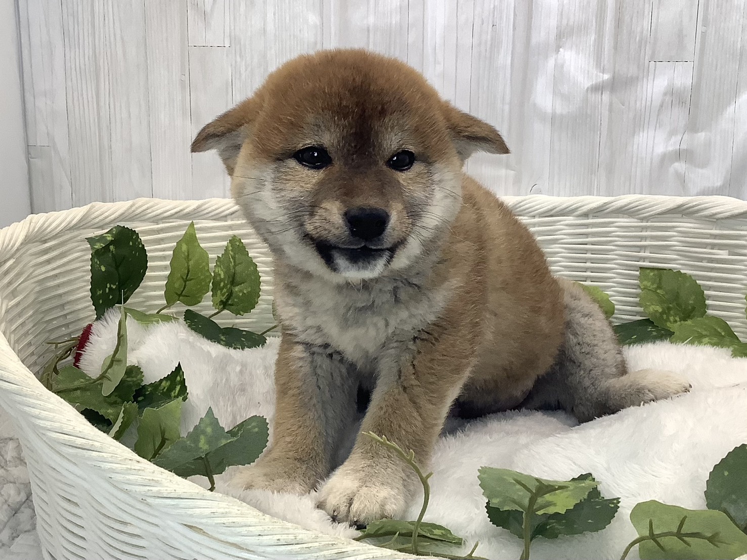奈良県の柴犬(標準サイズ) (マルエスペット はんな店/2025年11月28日生まれ/女の子/赤)の子犬の1枚目の画像