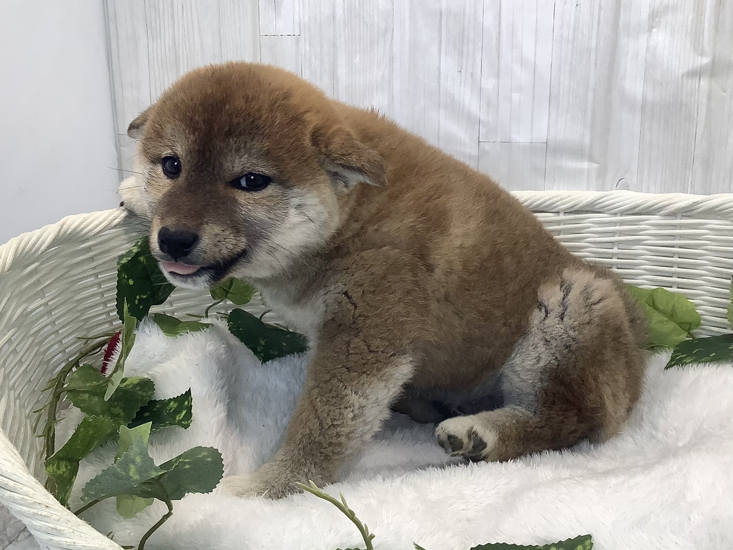奈良県の柴犬(標準サイズ) (マルエスペット はんな店/2025年11月28日生まれ/女の子/赤)の子犬の3枚目の画像