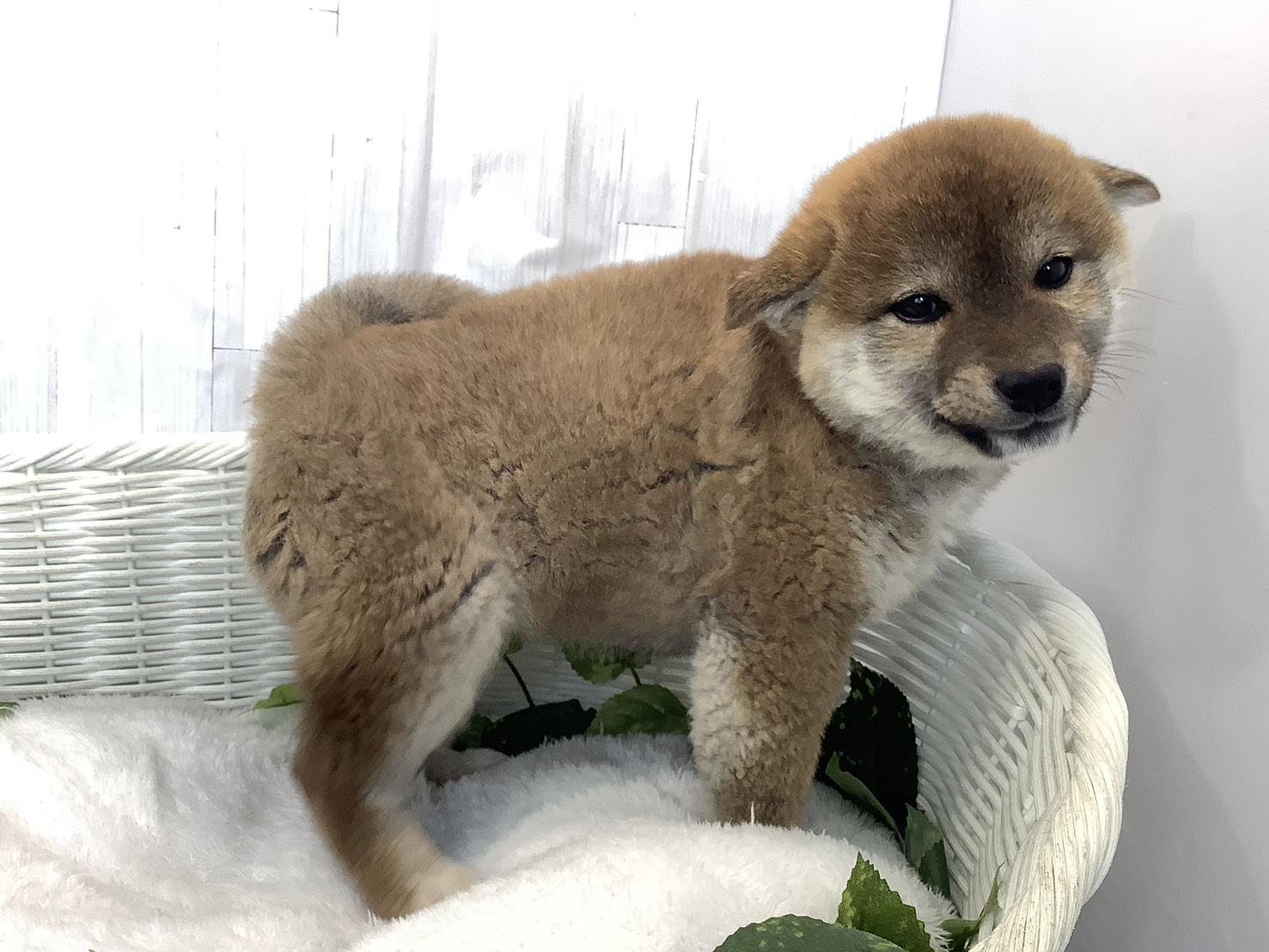 奈良県の柴犬(標準サイズ) (マルエスペット はんな店/2025年11月28日生まれ/女の子/赤)の子犬の2枚目の画像