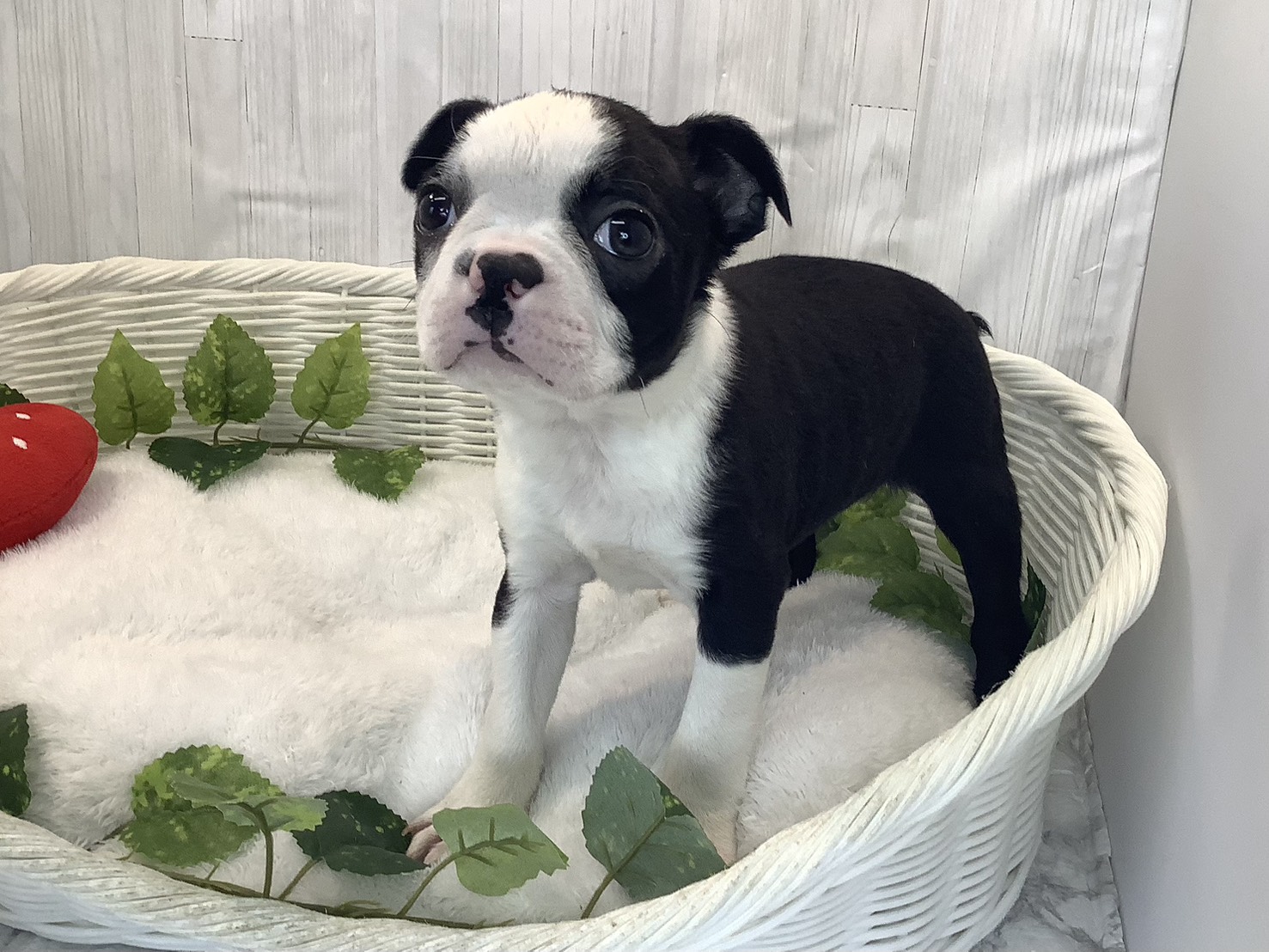 奈良県のボストンテリア (マルエスペット はんな店/2025年11月30日生まれ/女の子/ボストンカラー)の子犬の3枚目の画像