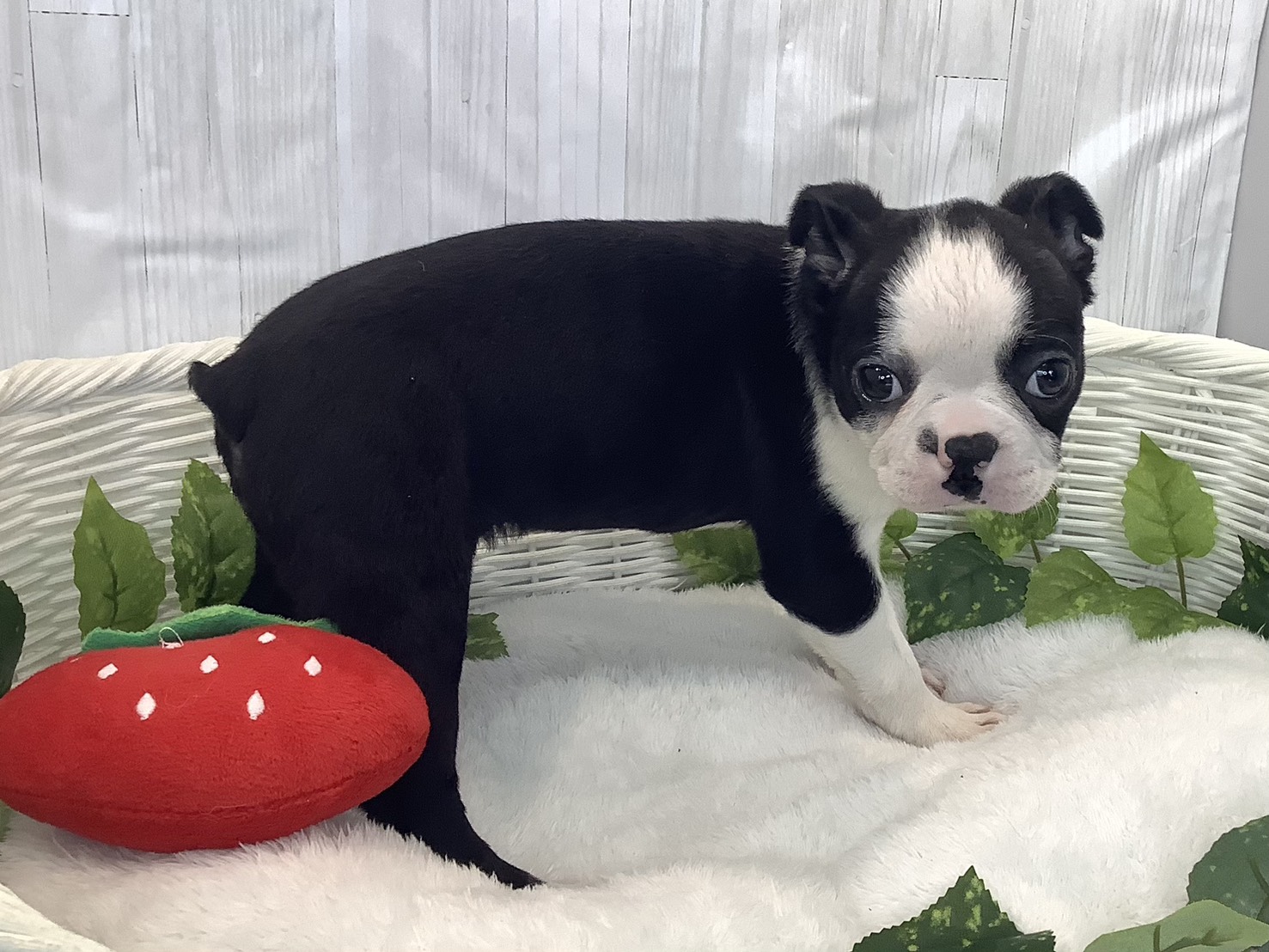 奈良県のボストンテリア (マルエスペット はんな店/2025年11月30日生まれ/女の子/ボストンカラー)の子犬の2枚目の画像