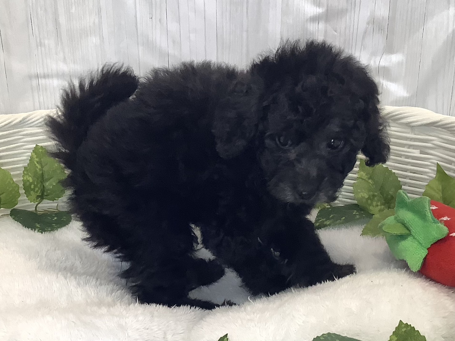 奈良県のトイプードル(トイ) (マルエスペット 富雄店/2025年12月1日生まれ/女の子/シルバー)の子犬の2枚目の画像