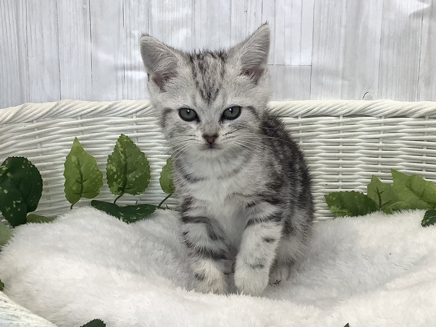 静岡県のアメリカンショートヘアー (マルエスペット富士見台店/2025年11月25日生まれ/女の子/シルバーパッチドタビー)の子猫の1枚目の画像