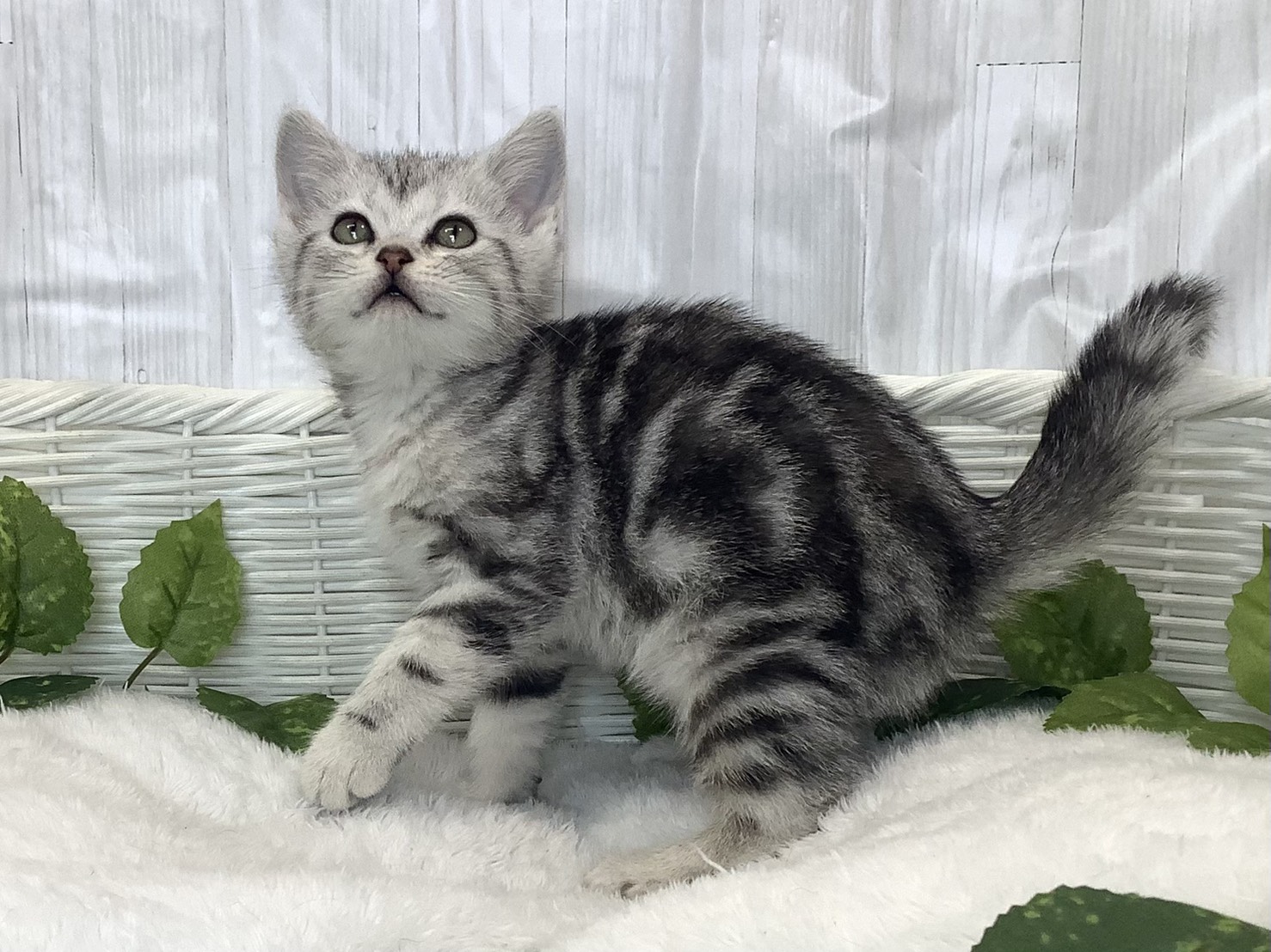 静岡県のアメリカンショートヘアー (マルエスペット富士見台店/2025年11月25日生まれ/女の子/シルバーパッチドタビー)の子猫の3枚目の画像