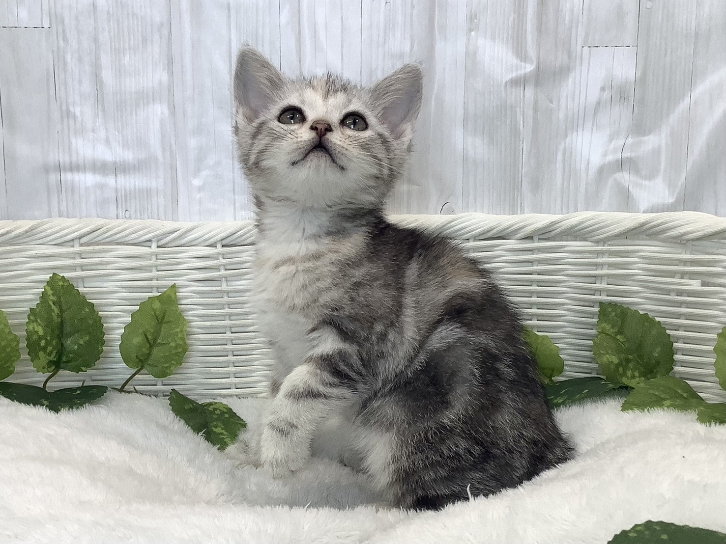 静岡県のアメリカンショートヘアー (マルエスペット清水駒越店/2025年11月25日生まれ/女の子/シルバーパッチドタビー)の子猫の3枚目の画像