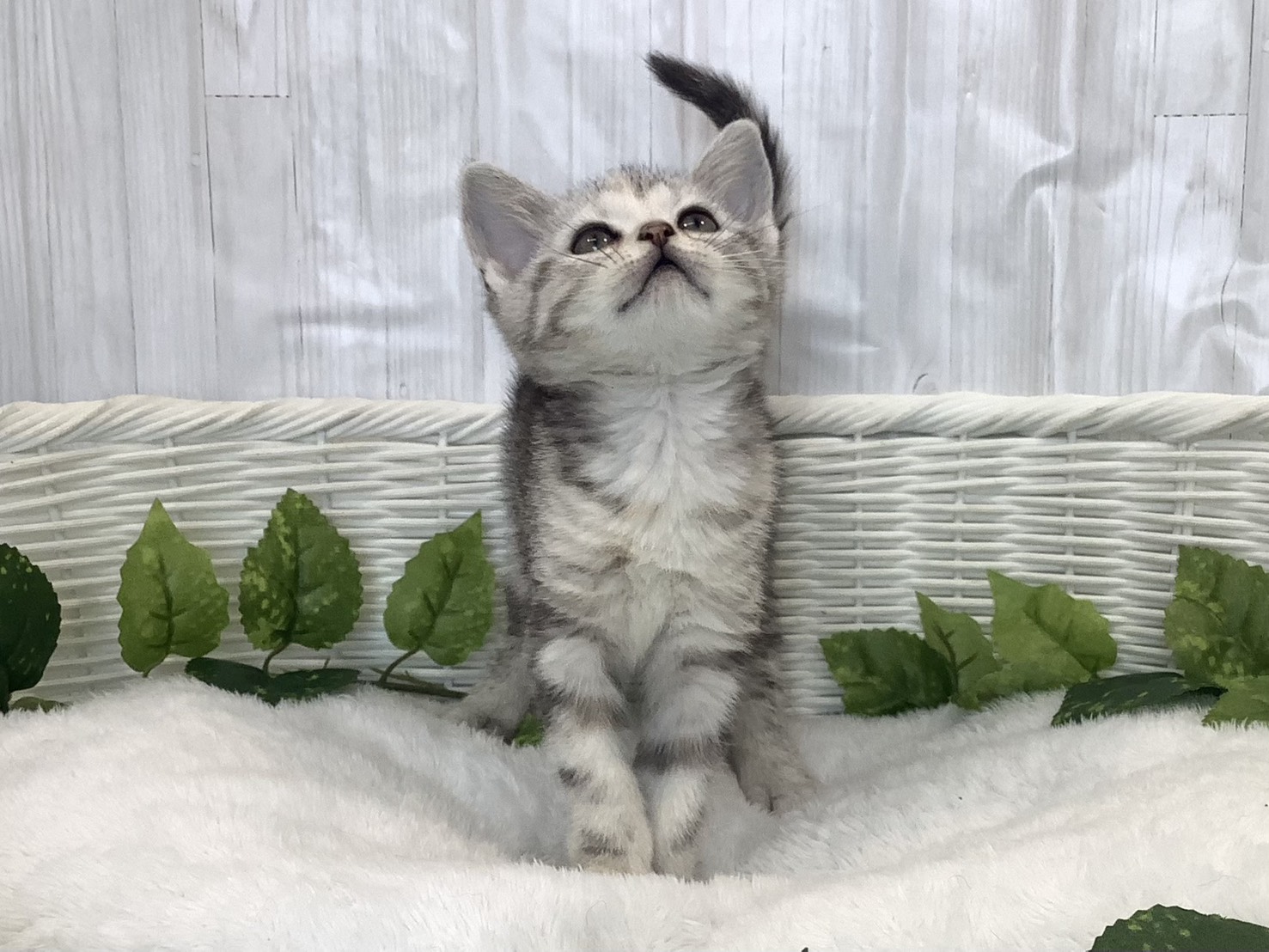 静岡県のアメリカンショートヘアー (マルエスペット清水駒越店/2025年11月25日生まれ/女の子/シルバーパッチドタビー)の子猫の1枚目の画像