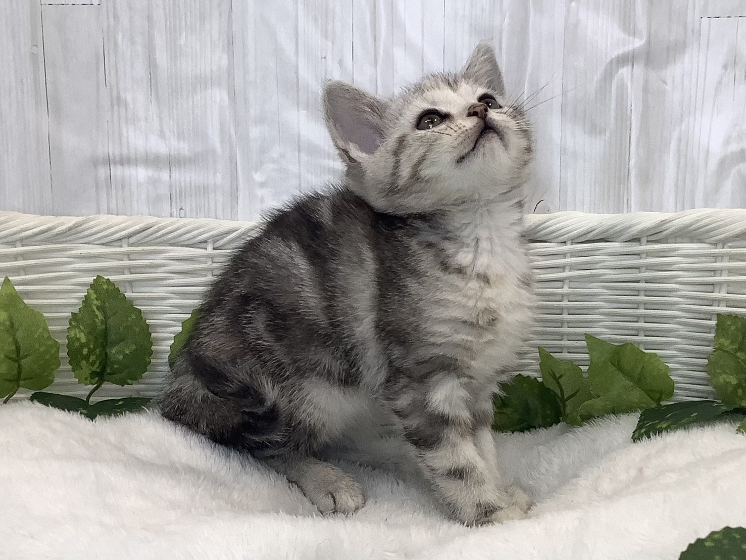 静岡県のアメリカンショートヘアー (マルエスペット清水駒越店/2025年11月25日生まれ/女の子/シルバーパッチドタビー)の子猫の2枚目の画像