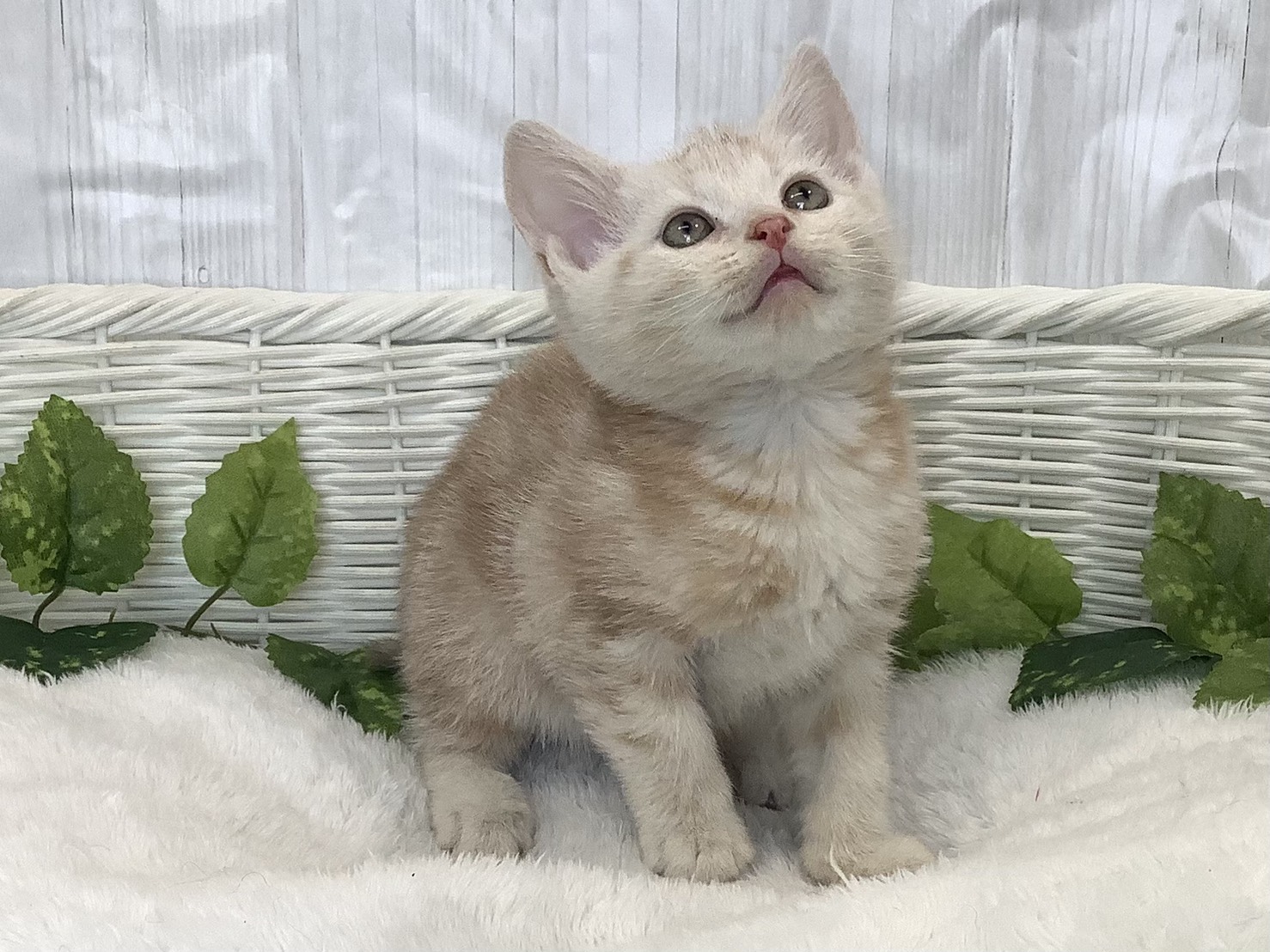 静岡県のアメリカンショートヘアー (マルエスペットホームアシスト店/2025年11月25日生まれ/男の子/カメオタビー)の子猫の2枚目の画像