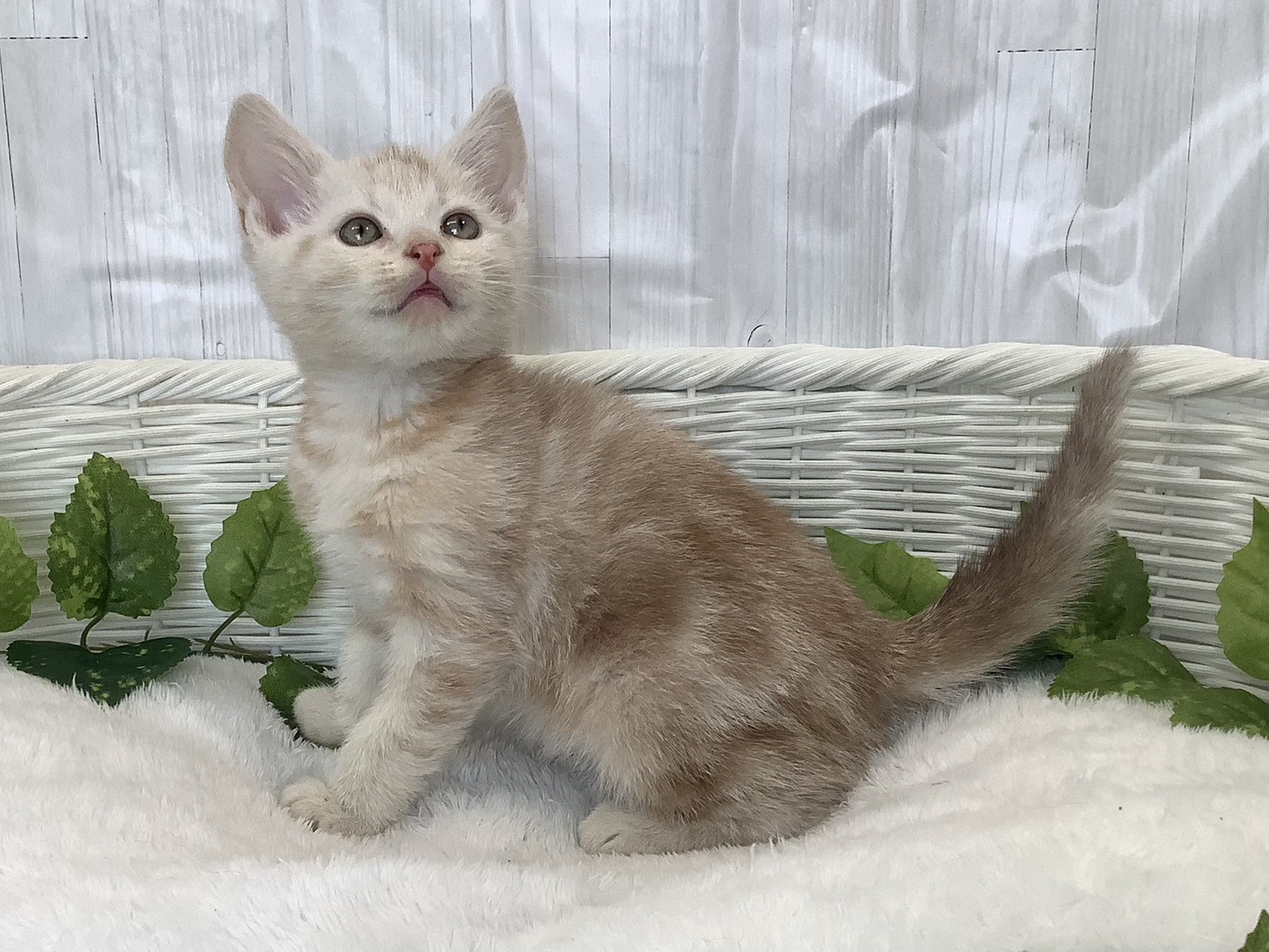 静岡県のアメリカンショートヘアー (マルエスペットホームアシスト店/2025年11月25日生まれ/男の子/カメオタビー)の子猫の3枚目の画像