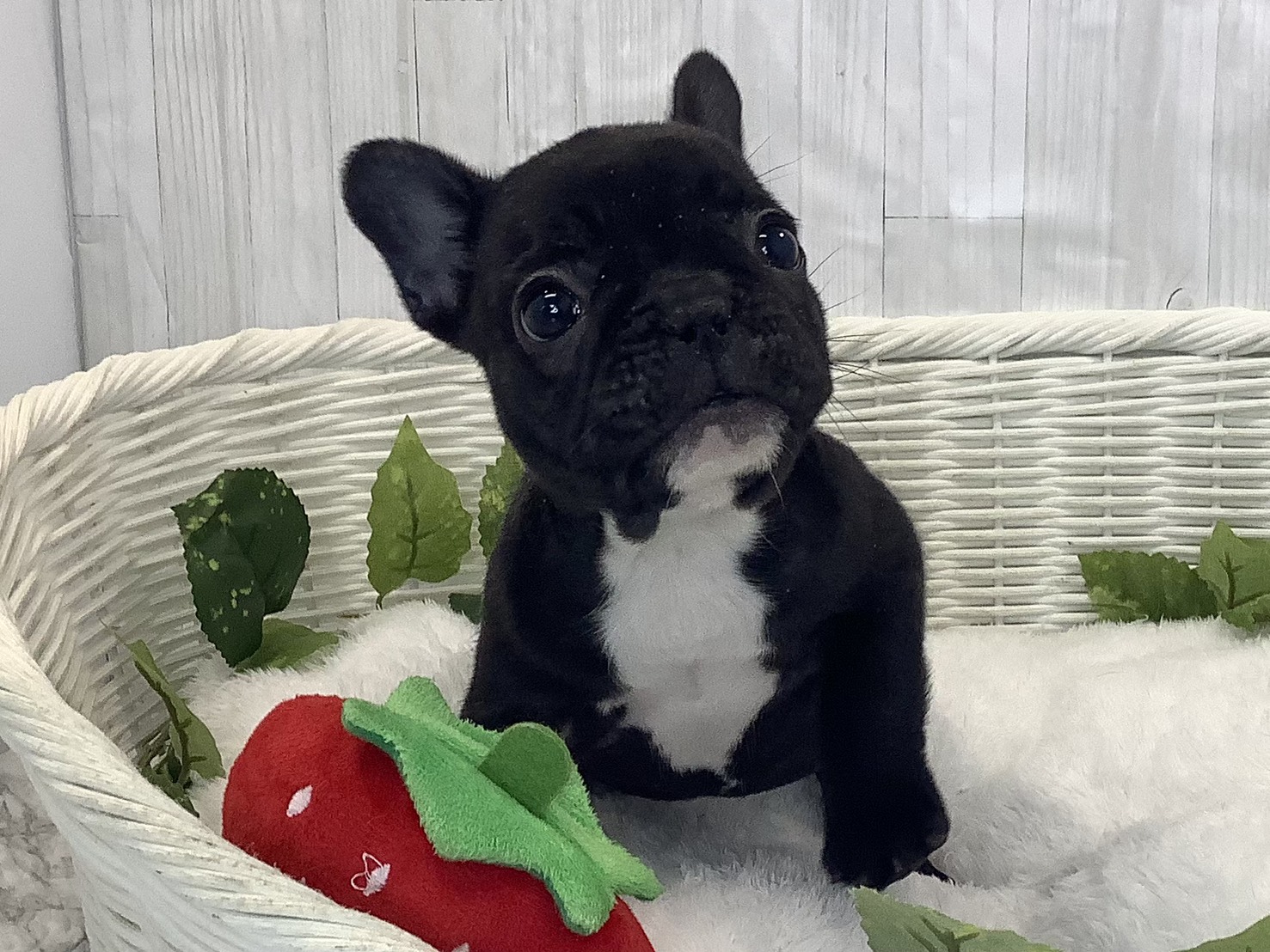 静岡県のフレンチブルドッグ (マルエスペットホームアシスト店/2025年11月22日生まれ/女の子/ブリンドル)の子犬の1枚目の画像
