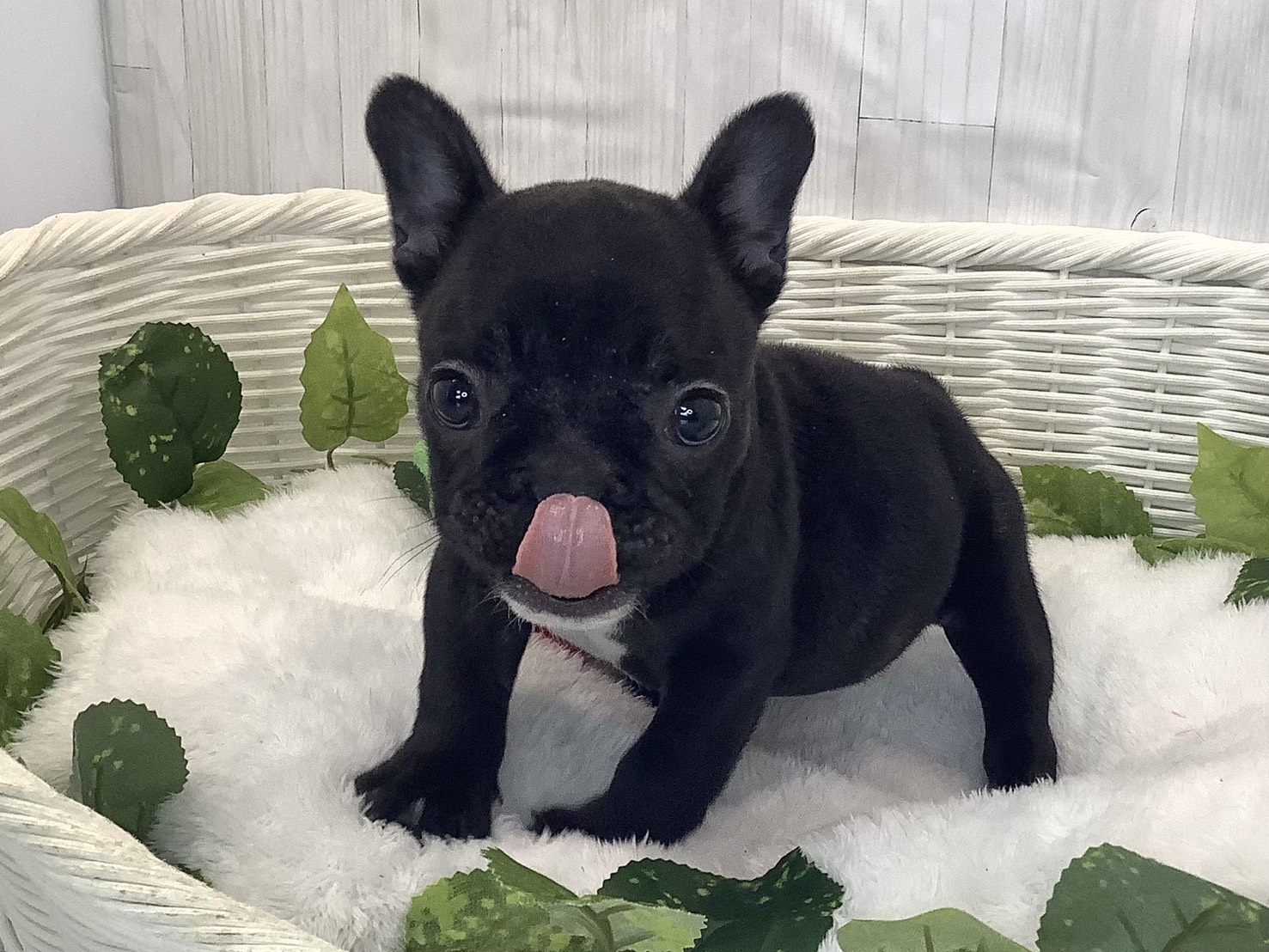 静岡県のフレンチブルドッグ (マルエスペットホームアシスト店/2025年11月22日生まれ/女の子/ブリンドル)の子犬の3枚目の画像