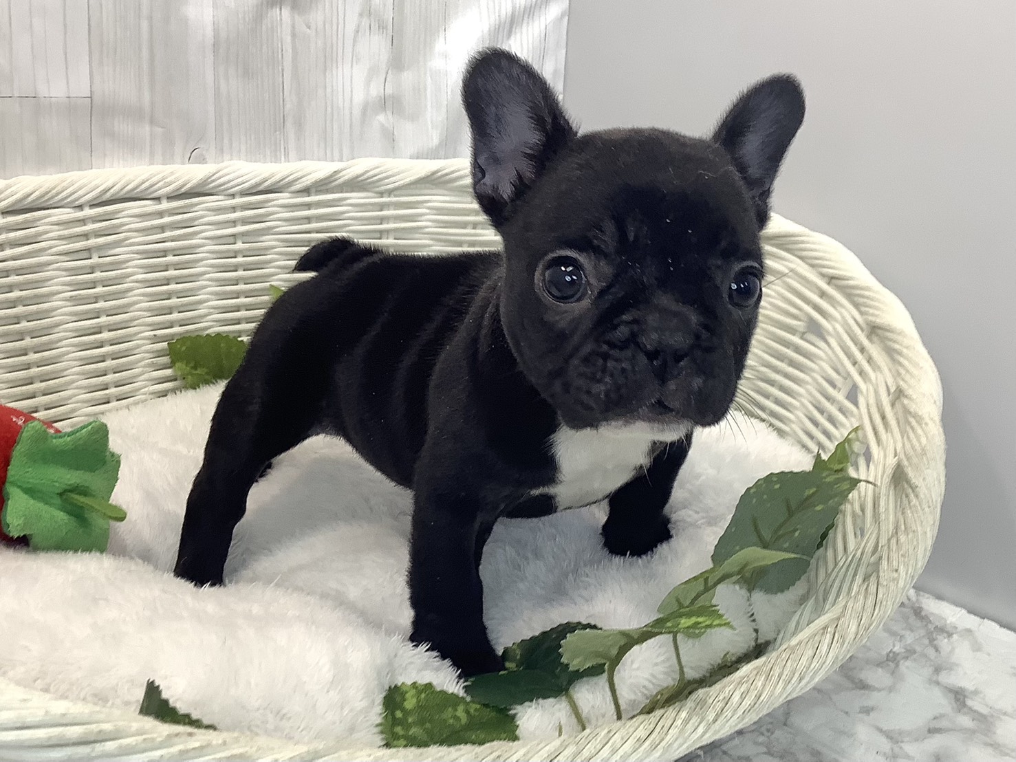 静岡県のフレンチブルドッグ (マルエスペットホームアシスト店/2025年11月22日生まれ/女の子/ブリンドル)の子犬の2枚目の画像