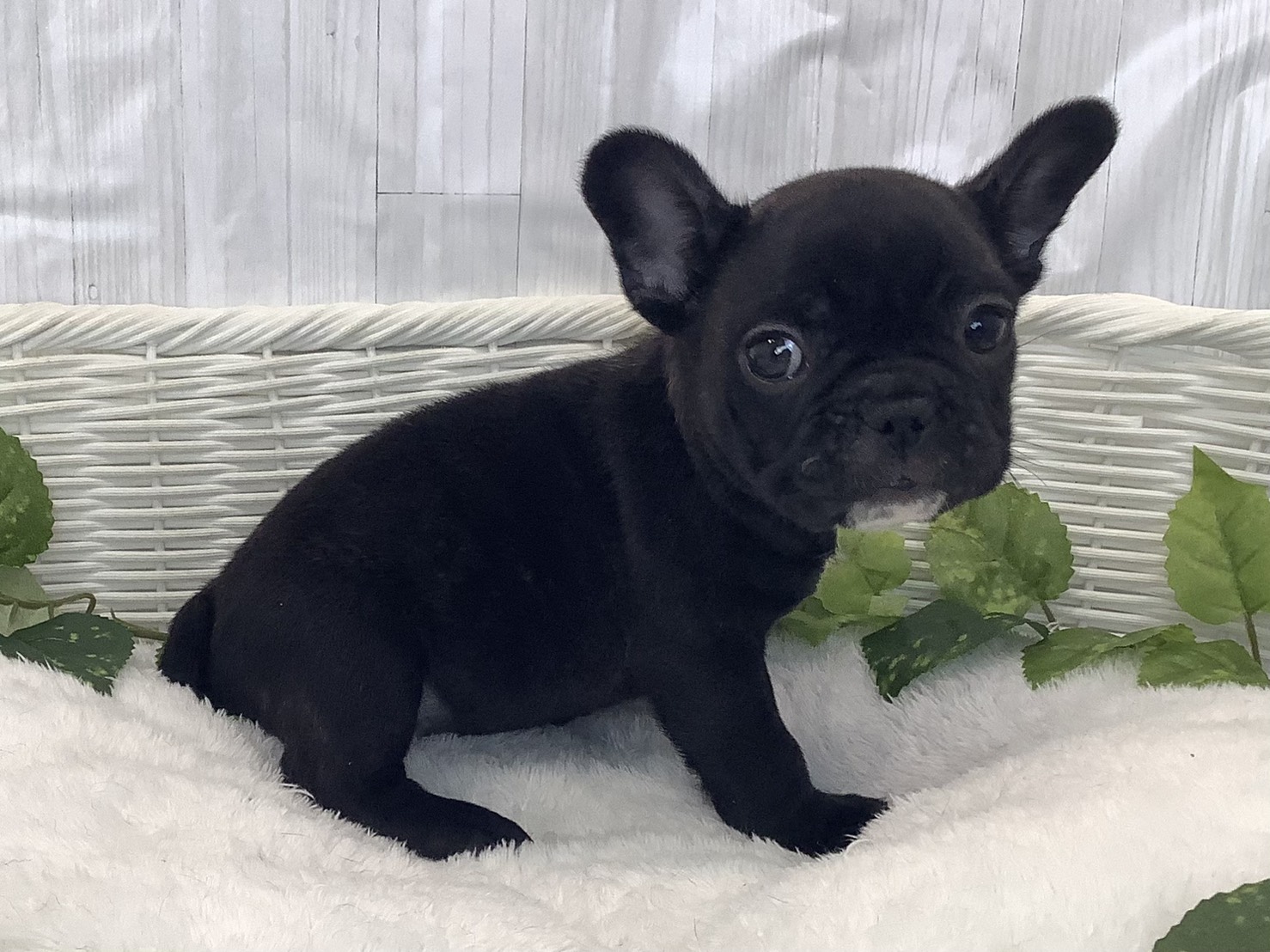 千葉県のフレンチブルドッグ (マルエスペット千鳥町店/2025年11月22日生まれ/男の子/ブリンドル)の子犬の2枚目の画像