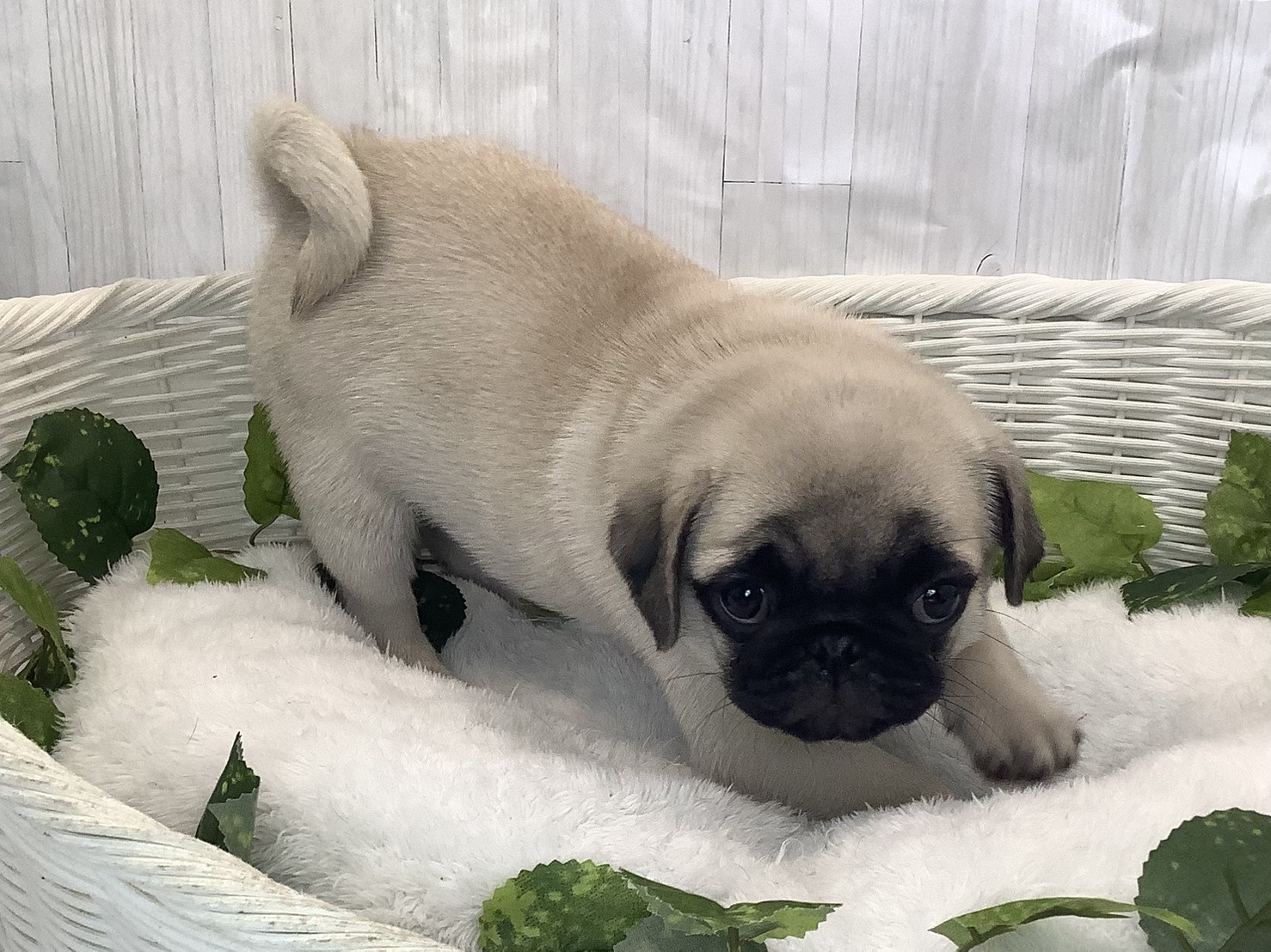 神奈川県のパグ (マルエスペット湯河原店/2025年11月26日生まれ/女の子/フォーン)の子犬の2枚目の画像