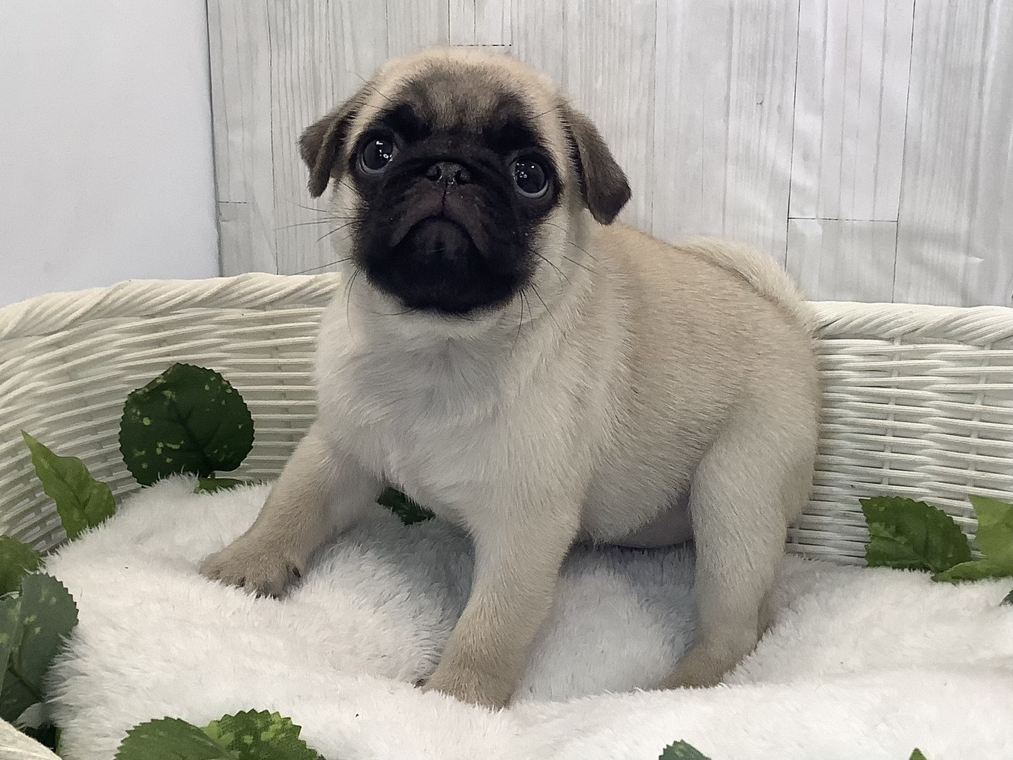 神奈川県のパグ (マルエスペット湯河原店/2025年11月26日生まれ/女の子/フォーン)の子犬の3枚目の画像