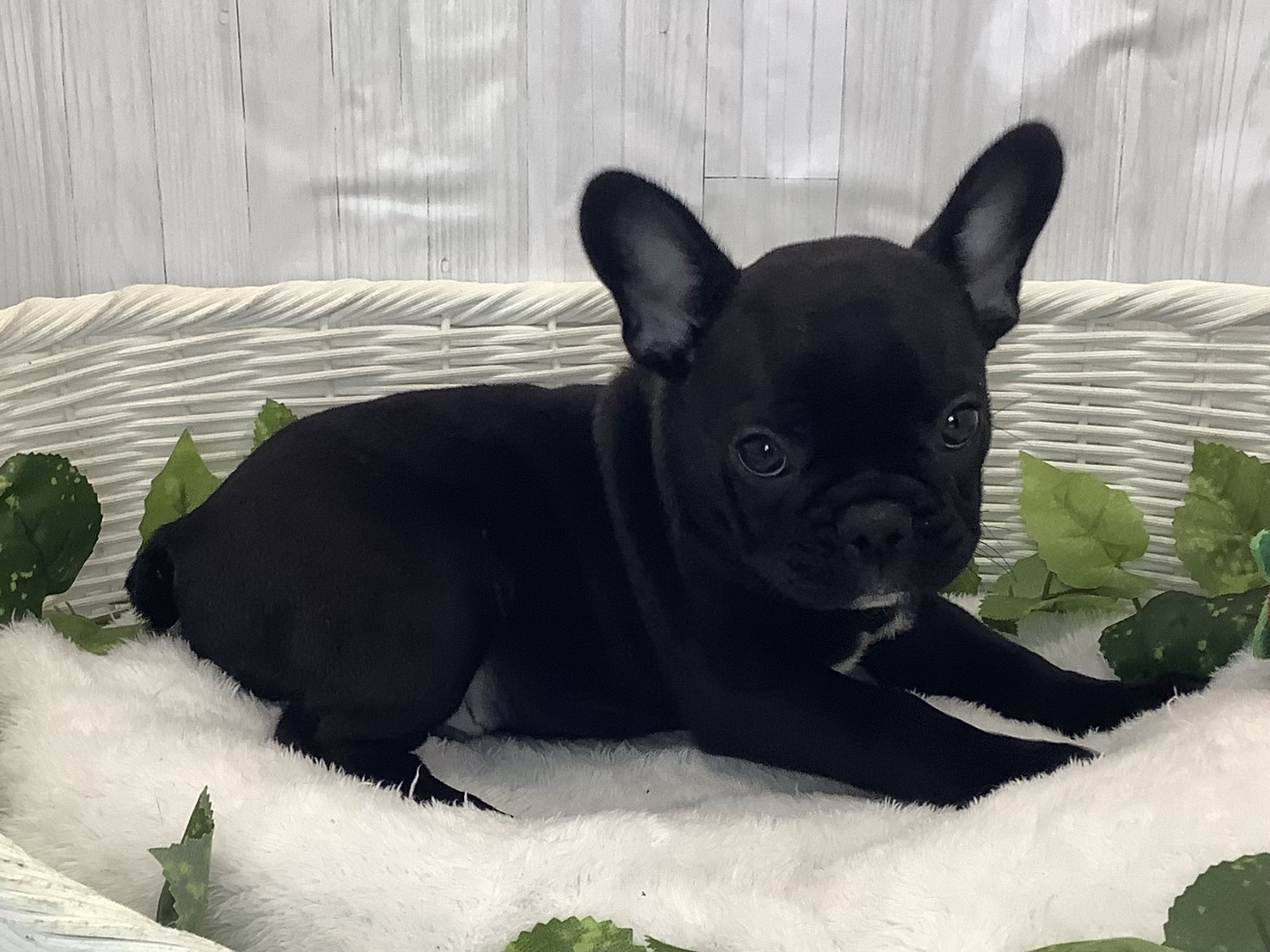 静岡県のフレンチブルドッグ (マルエスペット島田店/2025年11月25日生まれ/男の子/ブリンドル)の子犬の2枚目の画像