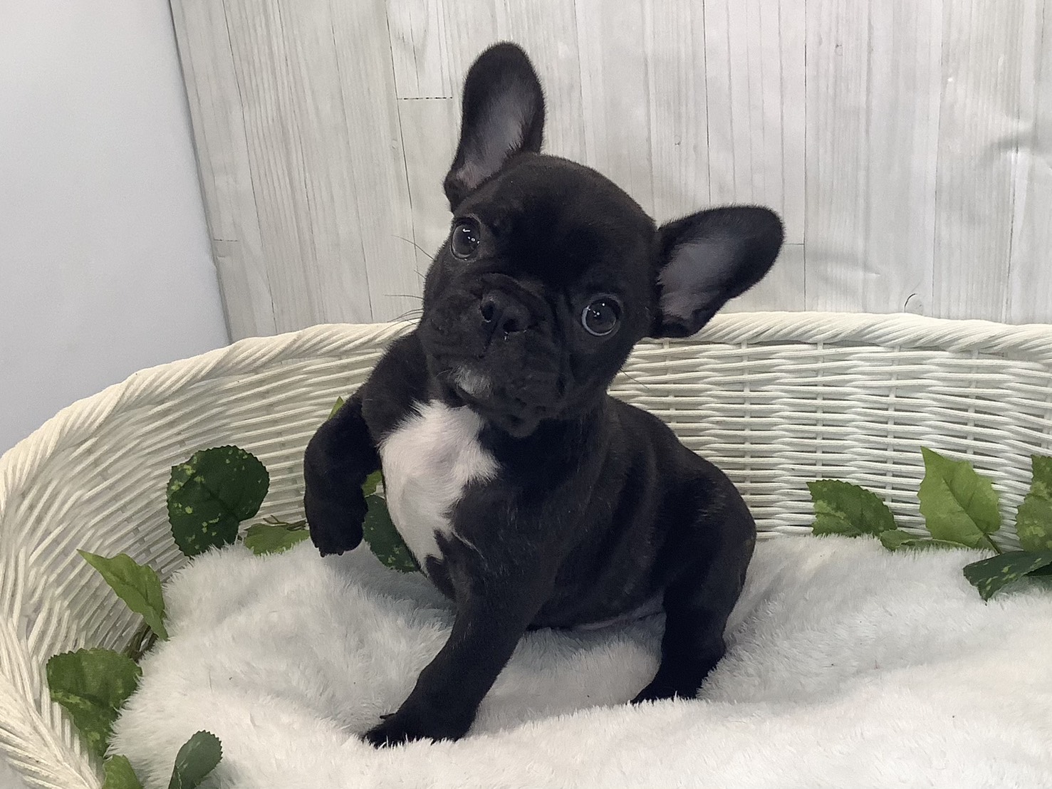 奈良県のフレンチブルドッグ (マルエスペット 富雄店/2025年11月26日生まれ/男の子/ブリンドル)の子犬の3枚目の画像