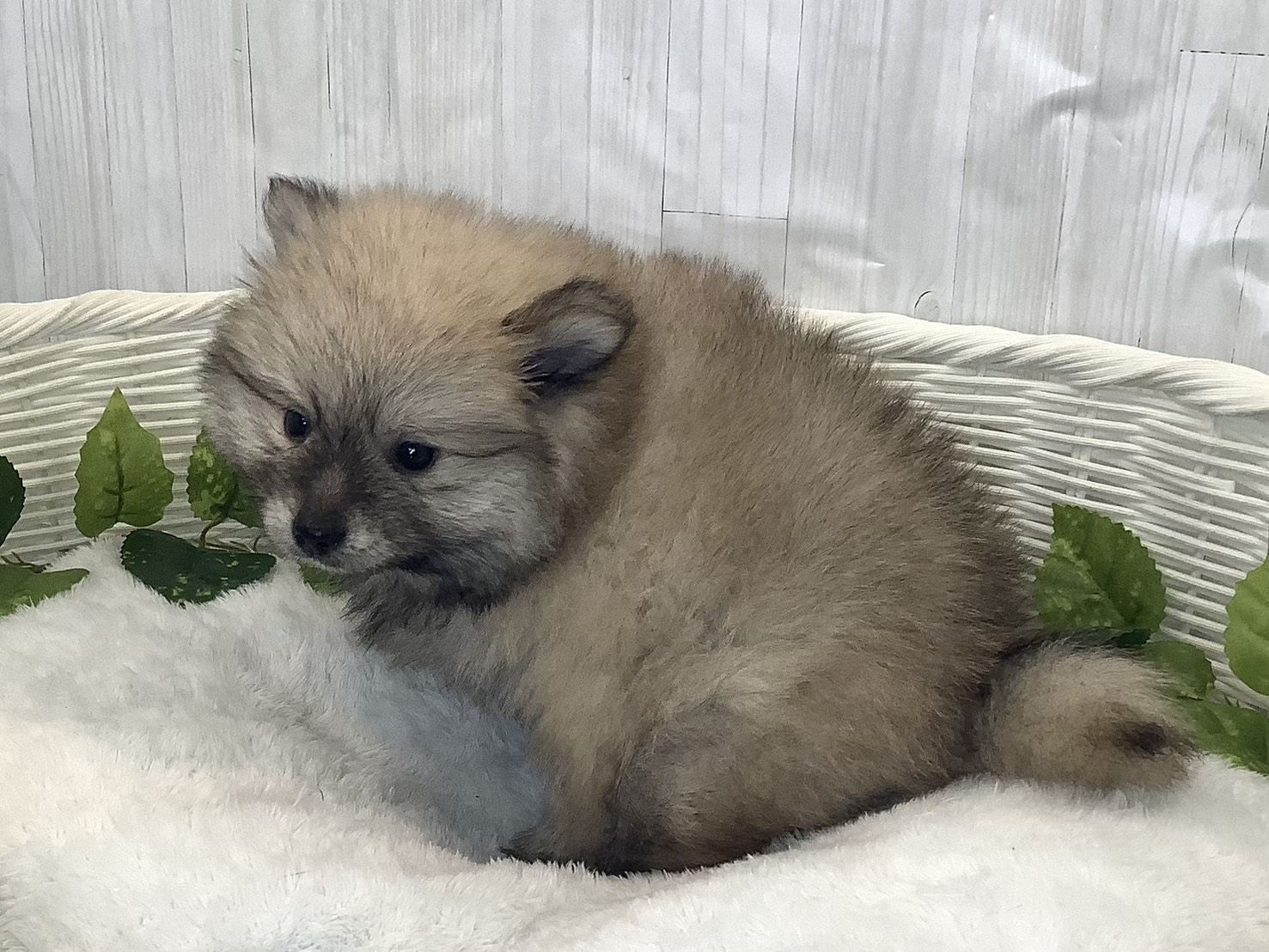 奈良県のポメラニアン (マルエスペット 押熊店/2025年12月1日生まれ/男の子/ウルフセーブル)の子犬の3枚目の画像