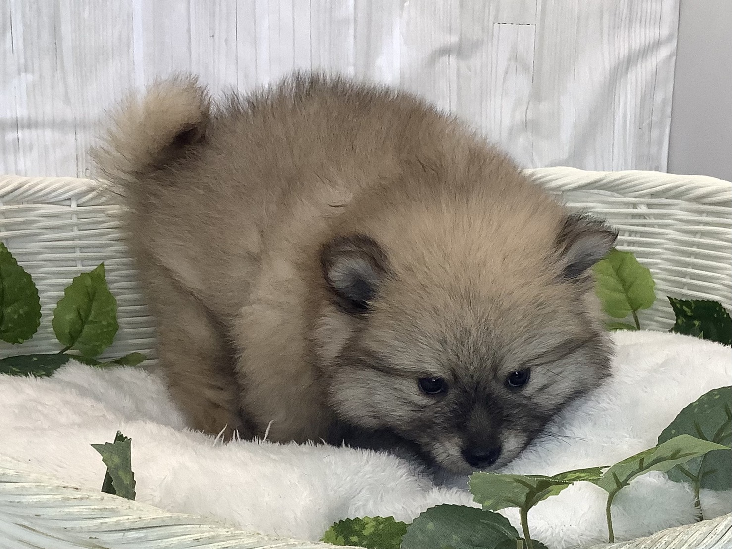 奈良県のポメラニアン (マルエスペット 押熊店/2025年12月1日生まれ/男の子/ウルフセーブル)の子犬の2枚目の画像