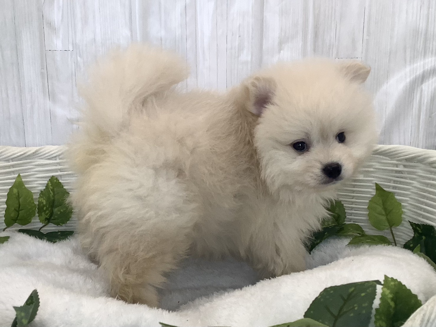 奈良県のポメラニアン (マルエスペット はんな店/2025年12月1日生まれ/男の子/クリーム)の子犬の2枚目の画像