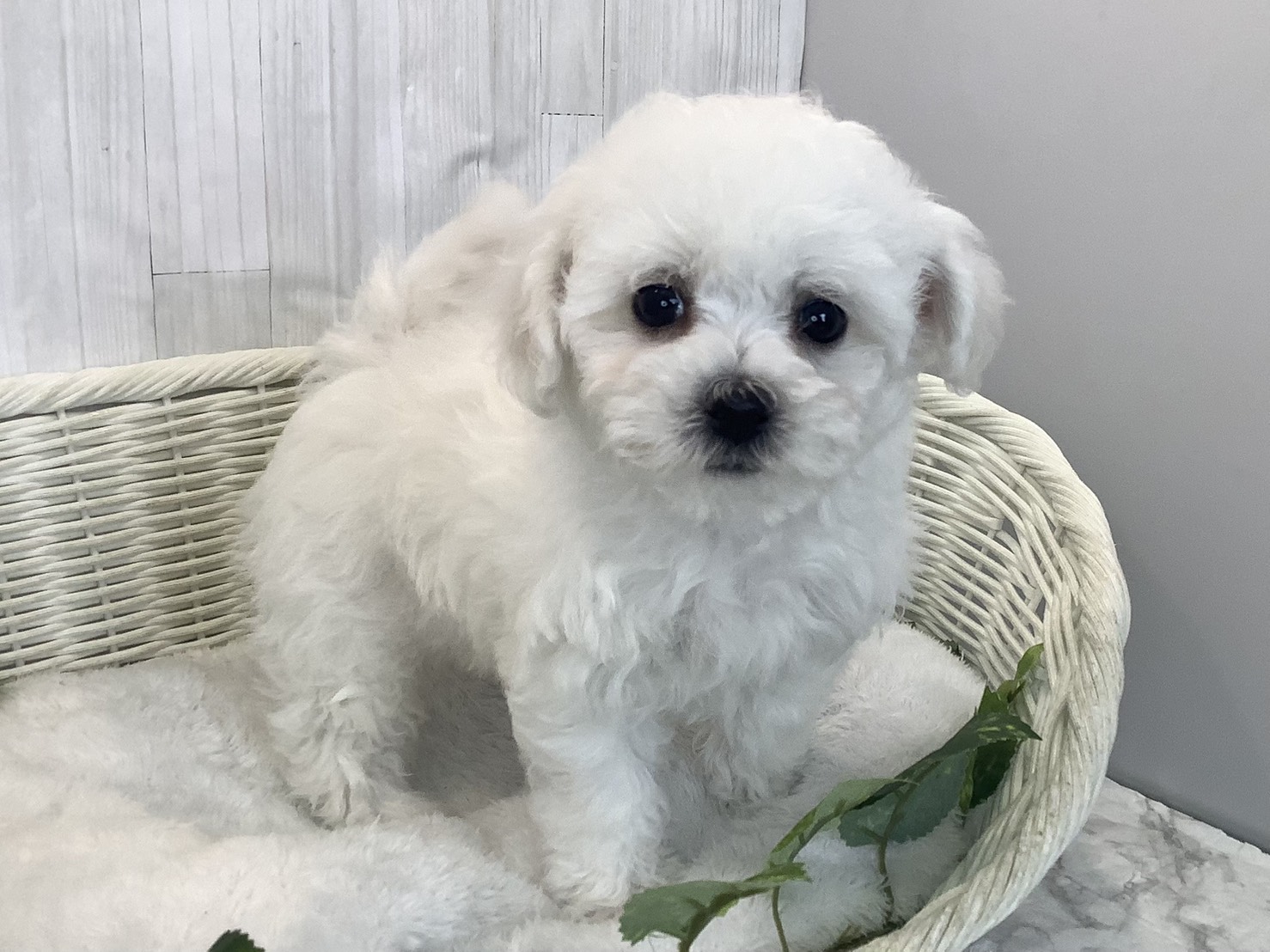 静岡県のビションフリーゼ (マルエスペット富士店/2025年11月29日生まれ/女の子/ホワイト)の子犬の2枚目の画像