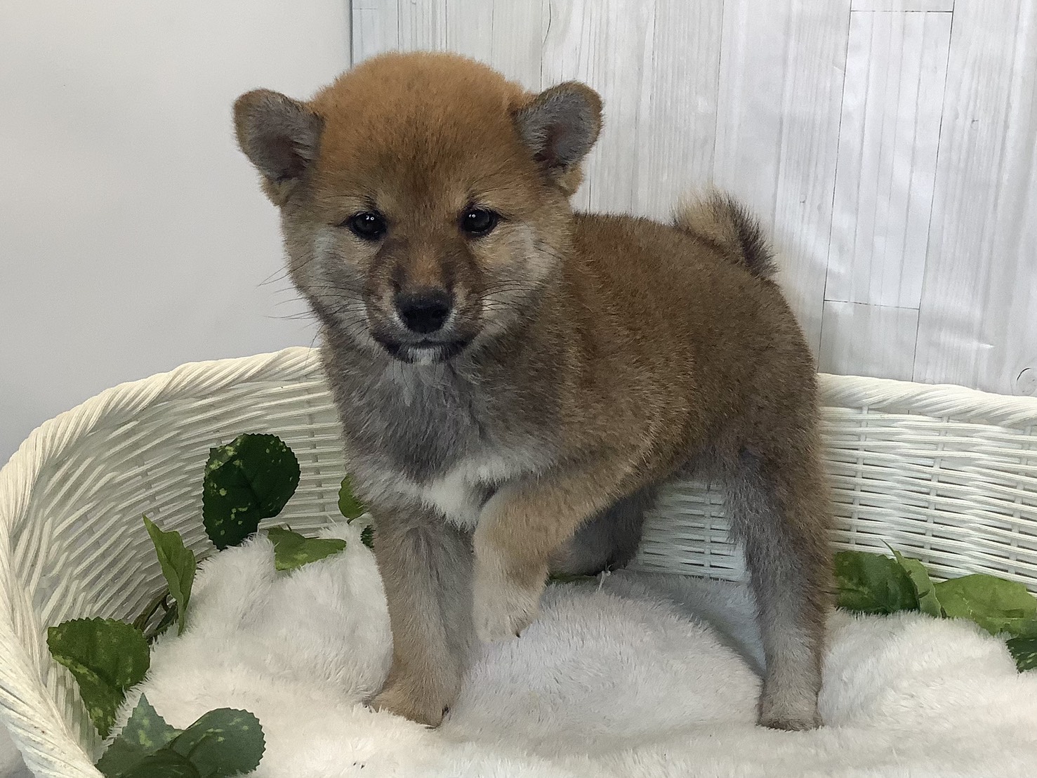 奈良県の豆柴 (ペットアミ生駒店/2025年11月30日生まれ/女の子/赤)の子犬の3枚目の画像