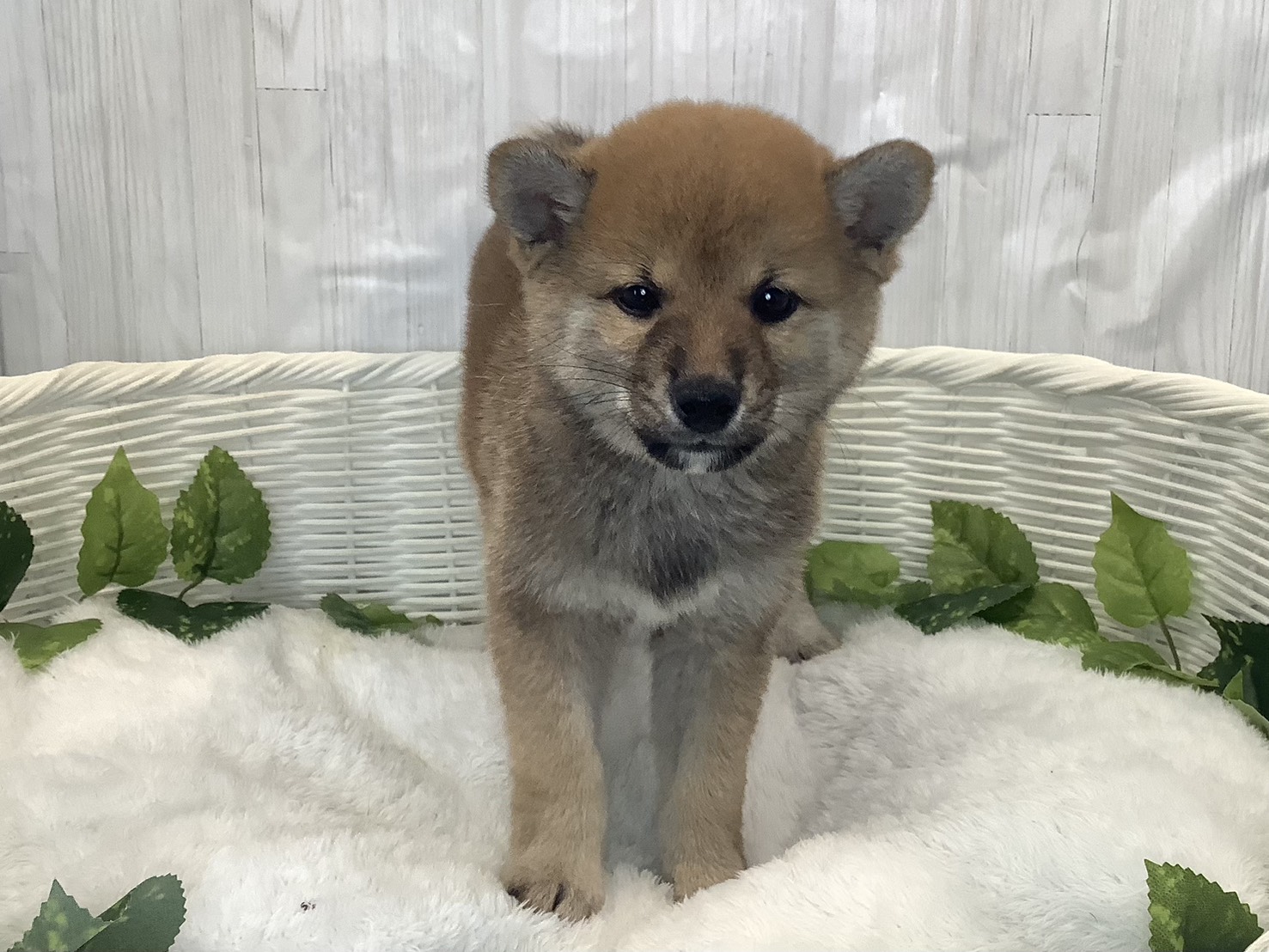 奈良県の豆柴 (ペットアミ生駒店/2025年11月30日生まれ/女の子/赤)の子犬の1枚目の画像