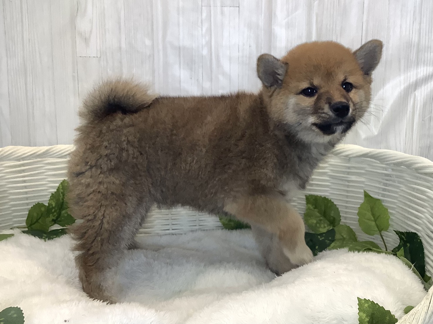 奈良県の豆柴 (ペットアミ生駒店/2025年11月30日生まれ/女の子/赤)の子犬の2枚目の画像