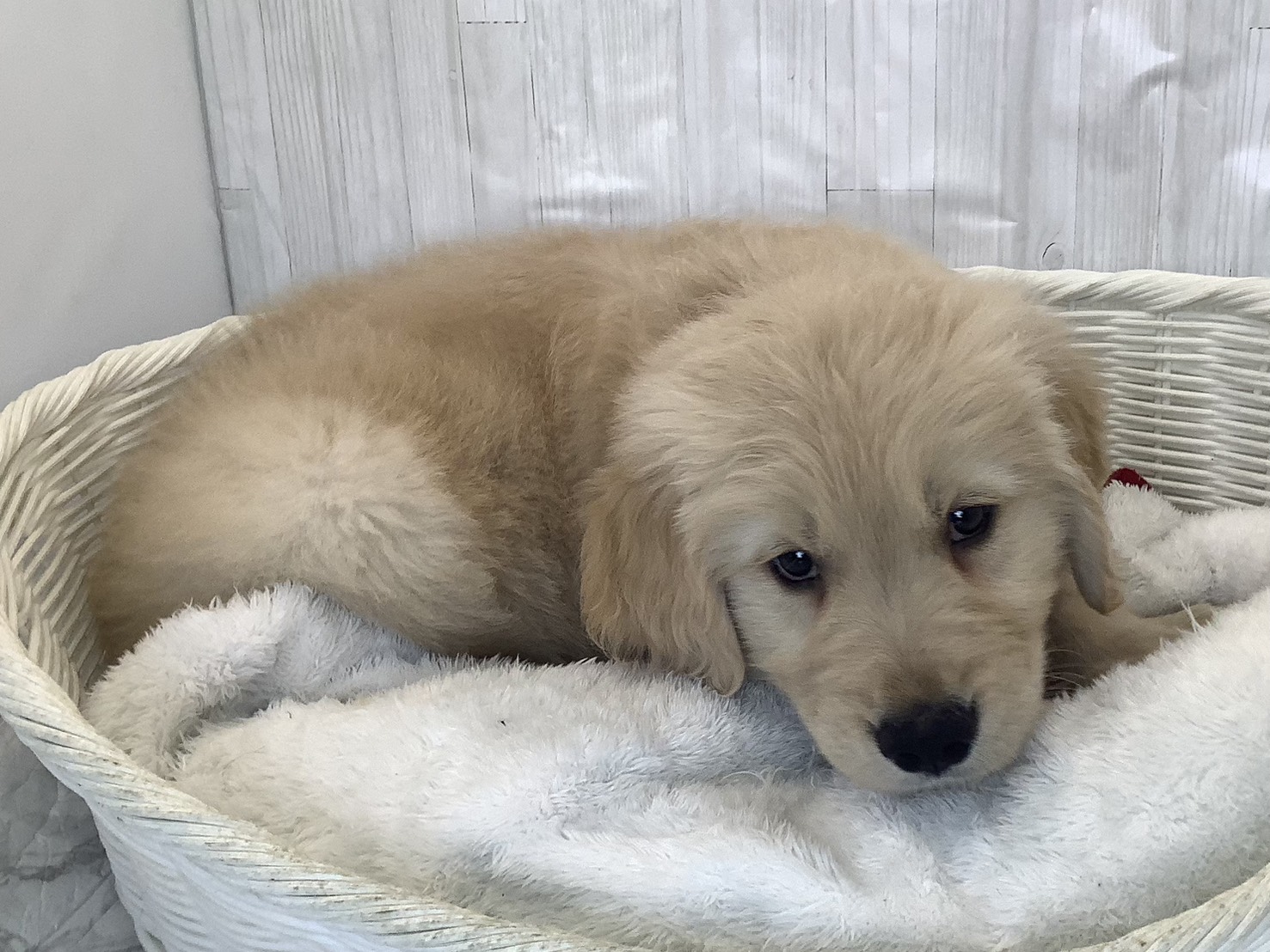 奈良県のゴールデンレトリバー (マルエスペット 奈良店/2025年12月1日生まれ/男の子/ゴールデン)の子犬の2枚目の画像