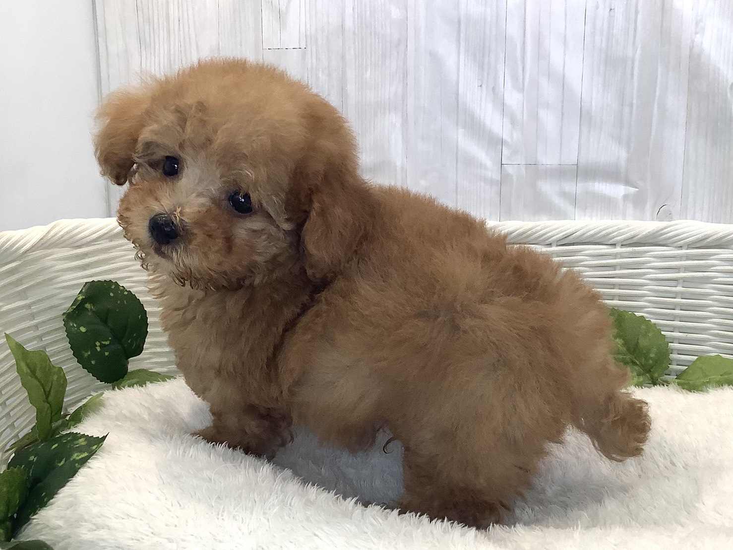 奈良県のトイプードル(トイ) (マルエスペット ヒルステップ生駒店/2025年11月30日生まれ/男の子/アプリコット)の子犬の3枚目の画像