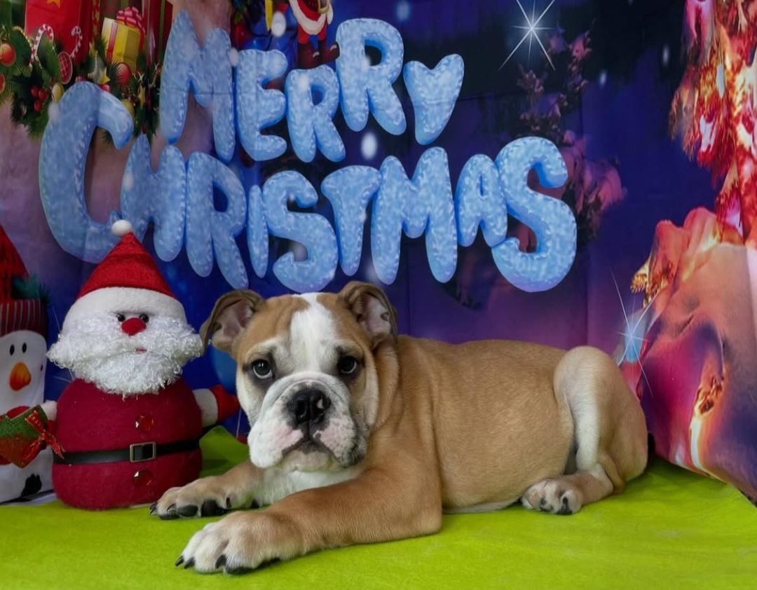 奈良県のブルドッグ (マルエスペット いかるが店/2025年8月10日生まれ/男の子/レッドホワイト)の子犬の4枚目の画像