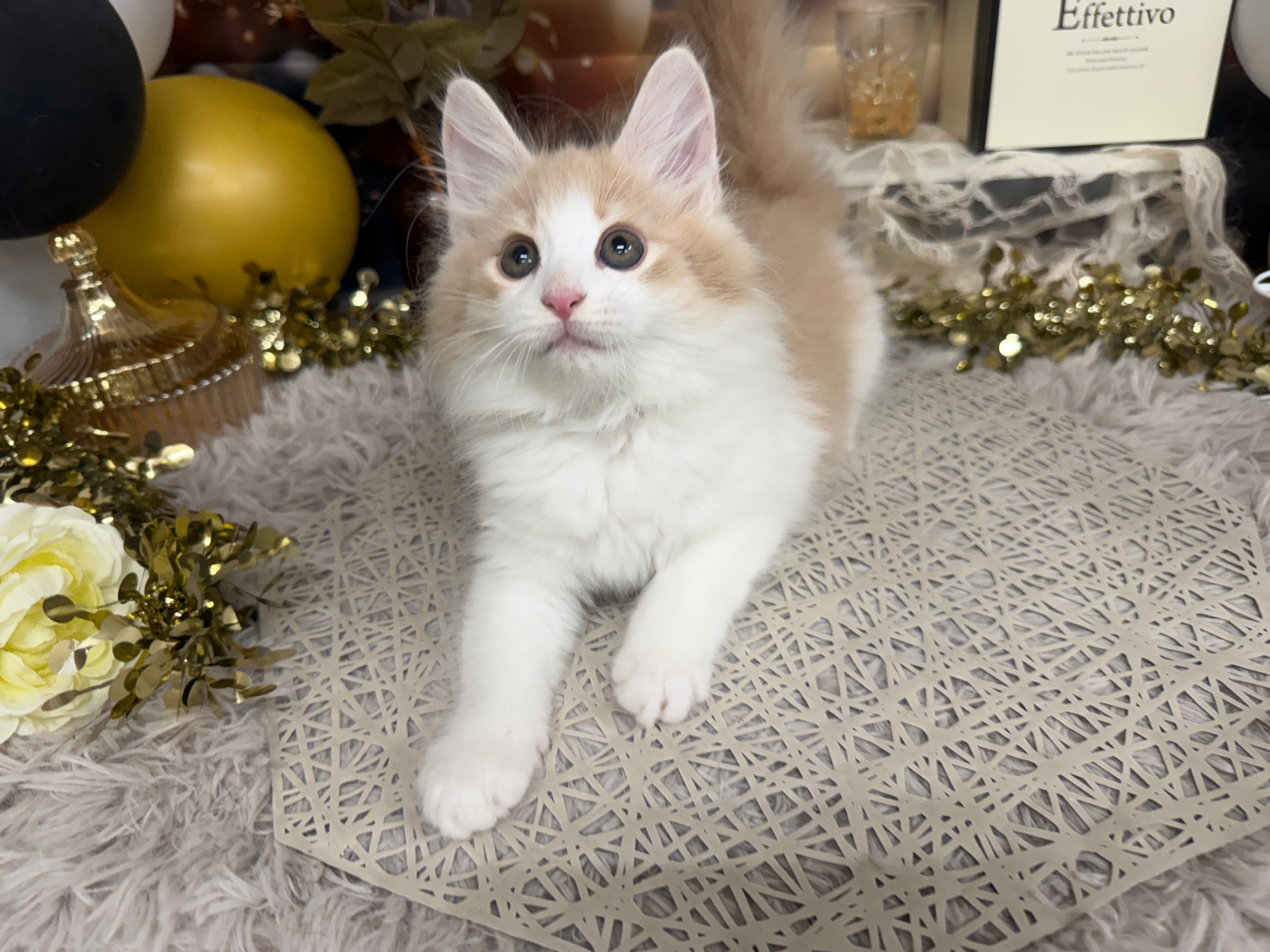 静岡県のノルウェージャンフォレストキャット (マルエスペットホームアシスト店/2025年11月9日生まれ/男の子/クリームタビーホワイト)の子猫の2枚目の画像