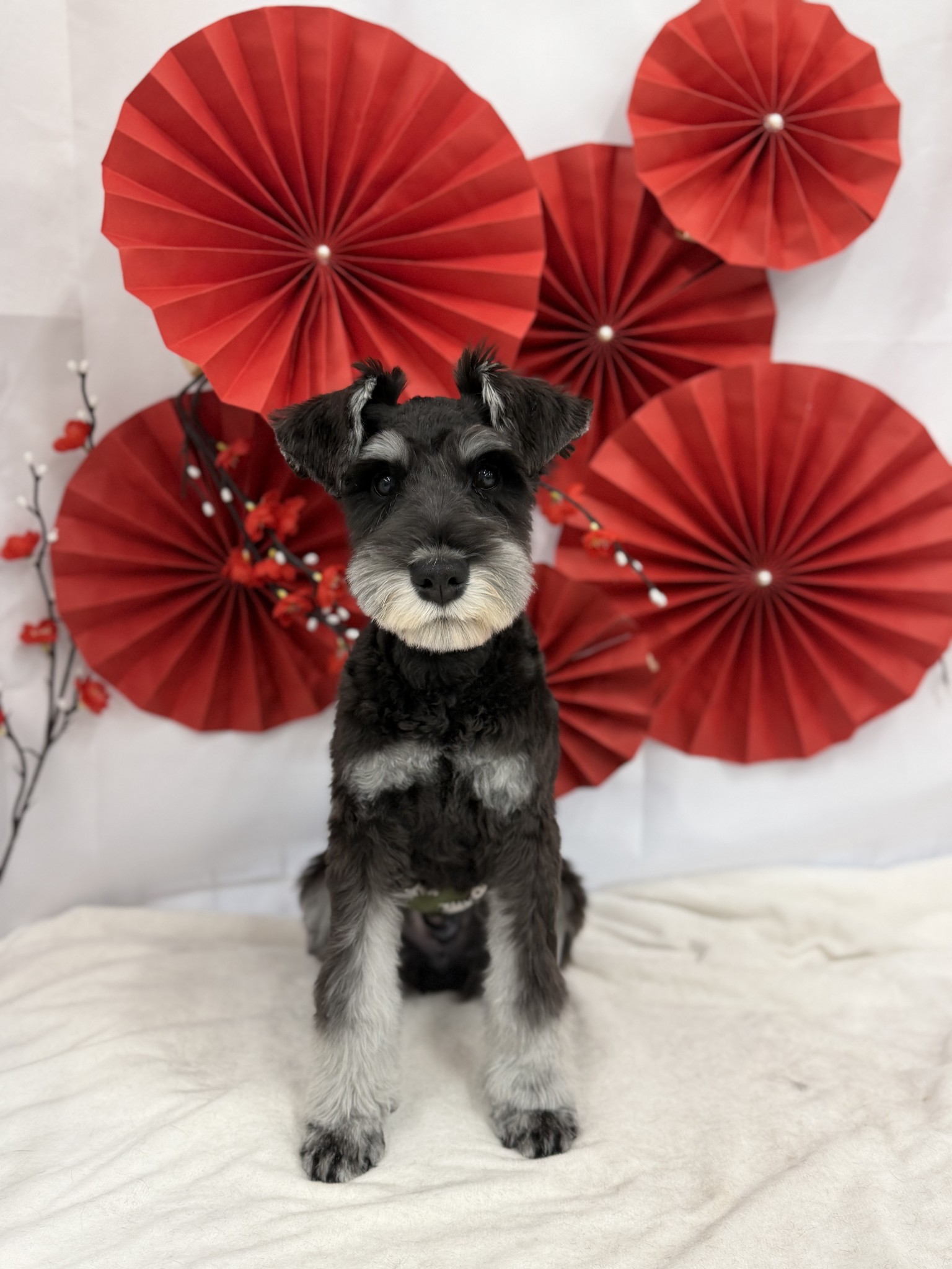 静岡県のミニチュアシュナウザー (マルエスペット富士見台店/2025年7月31日生まれ/男の子/ブラックシルバー)の子犬の4枚目の画像