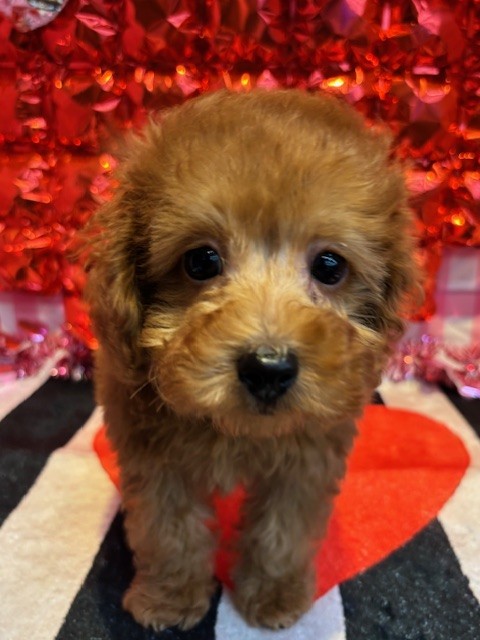 奈良県のトイプードル(トイ) (マルエスペット はんな店/2025年11月3日生まれ/男の子/レッドフォーン)の子犬の4枚目の画像