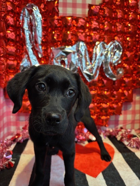 奈良県のラブラドールレトリーバー (マルエスペット はんな店/2025年9月29日生まれ/女の子/ブラック)の子犬の4枚目の画像