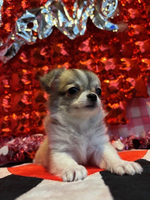 奈良県のチワワ(ロング) (マルエスペット はんな店/2025年11月3日生まれ/女の子/フォーンホワイト)の子犬の4枚目の画像