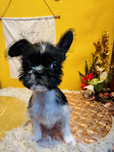 奈良県のハーフ犬・ミックス犬 (マルエスペット はんな店/2025年8月31日生まれ/男の子/ホワイトブラック)の子犬の4枚目の画像