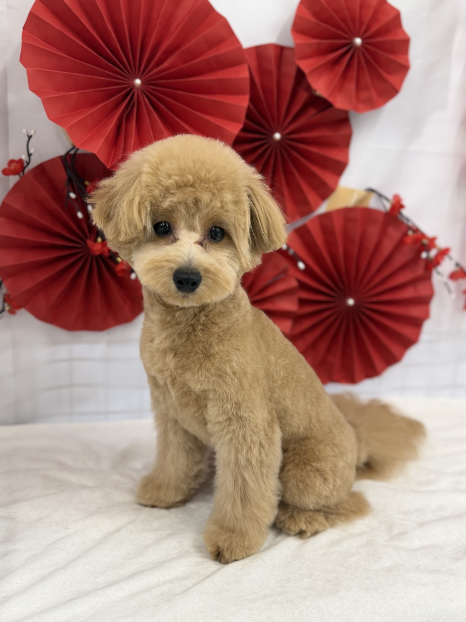 静岡県のポメプー(ポメラニアン×プードル) (マルエスペット富士見台店/2025年5月9日生まれ/女の子/アプリコット)の子犬の4枚目の画像