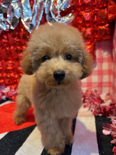 奈良県のトイプードル(トイ) (マルエスペット はんな店/2025年9月30日生まれ/女の子/オレンジフォーン)の子犬の4枚目の画像